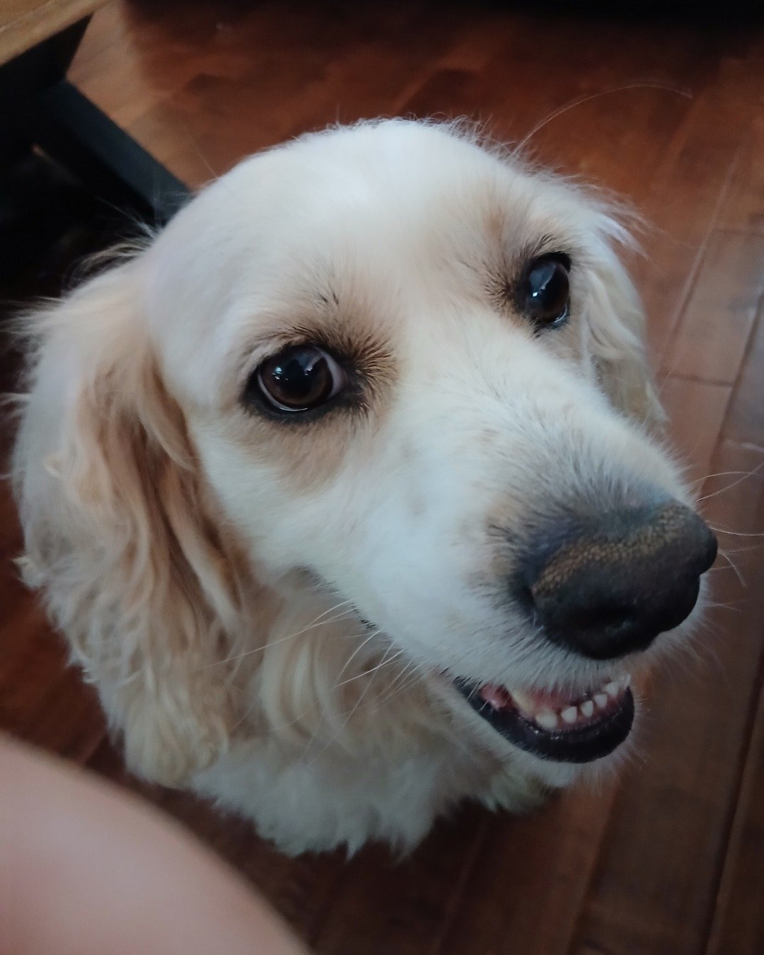 Simba. Dog, Puppy, Cocker Spaniel