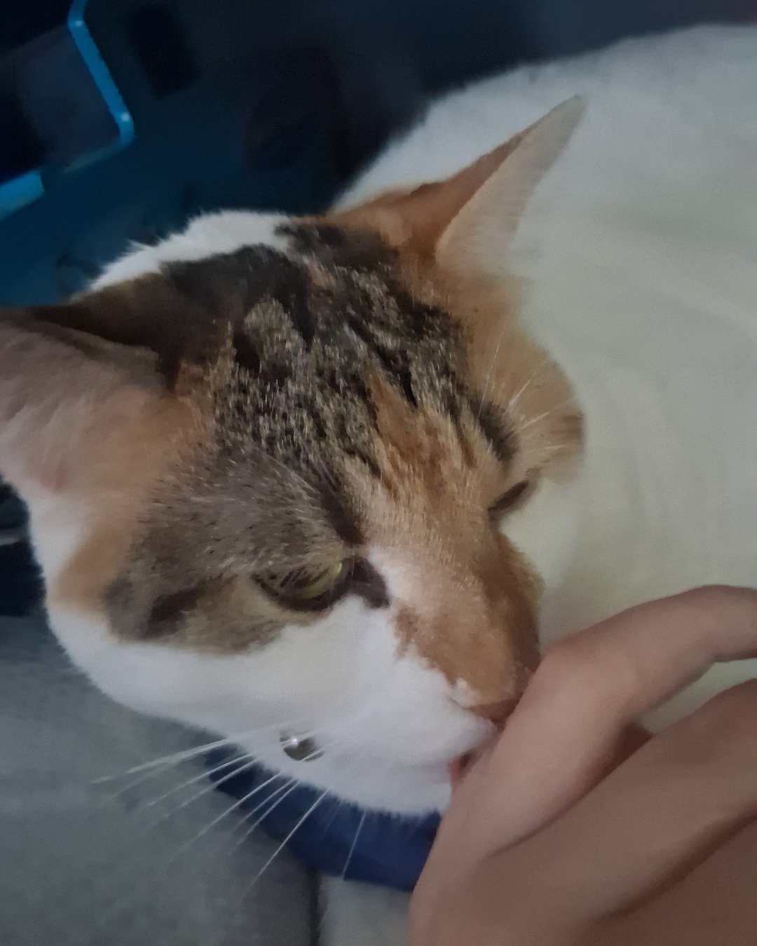Callie the Calico maincoon. Cat, Kitten, Person, Sleeping