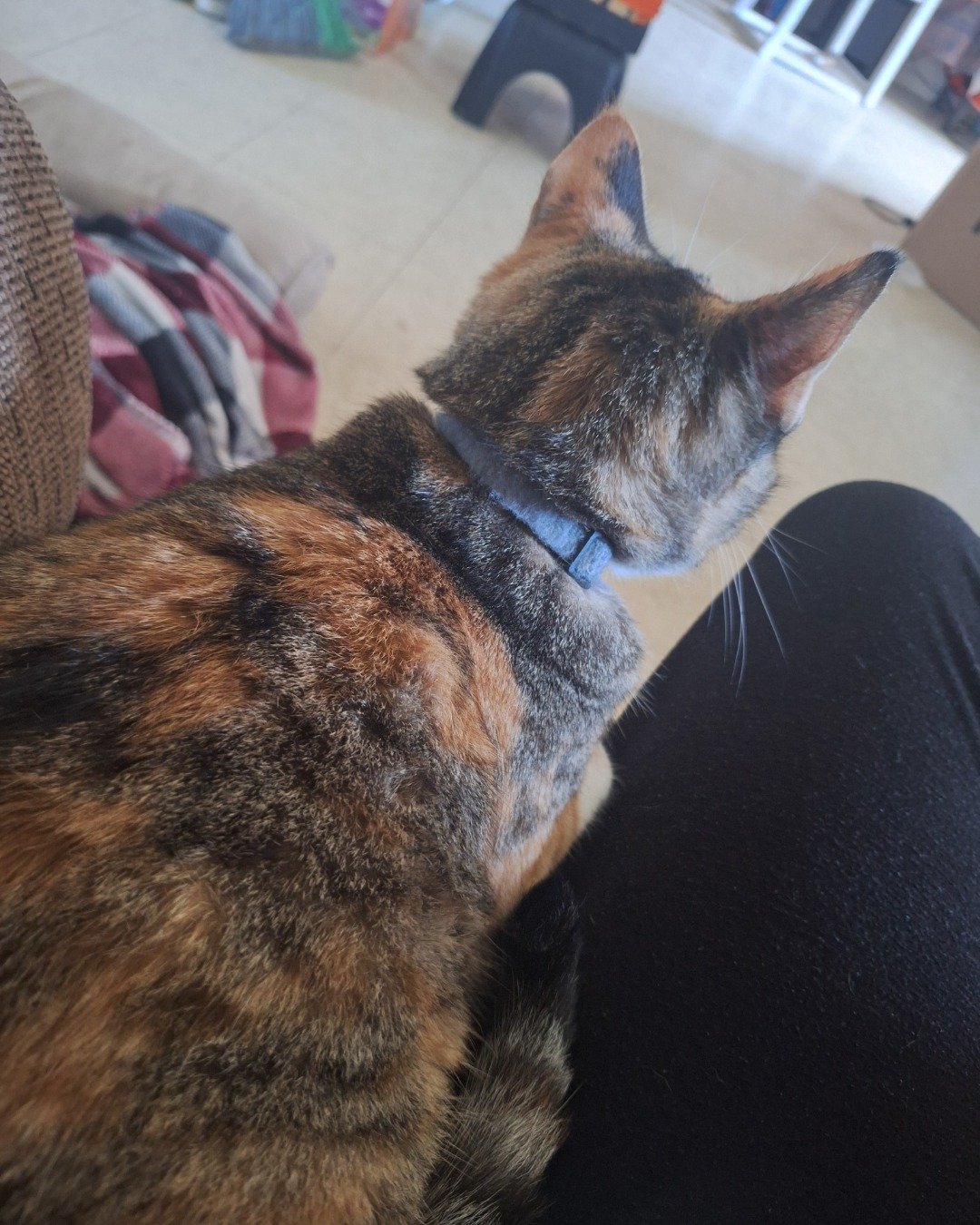 Tiana the calico. Couch, Furniture, Person, Cushion, Home Decor, Sleeping