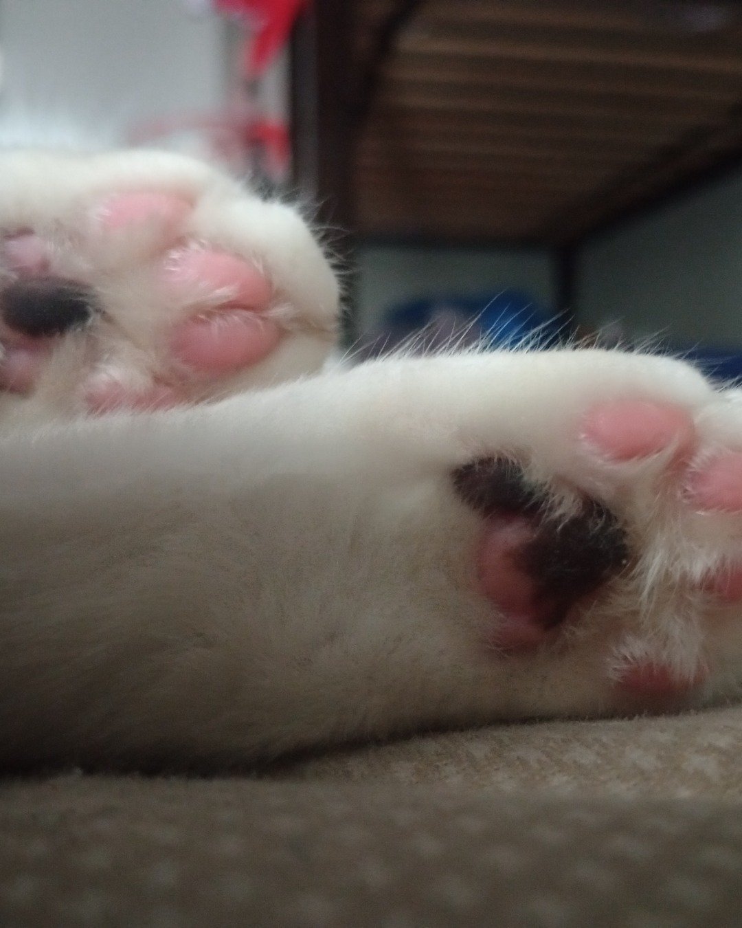 jet the cow cat. Electronics, Hardware, Cat, Kitten