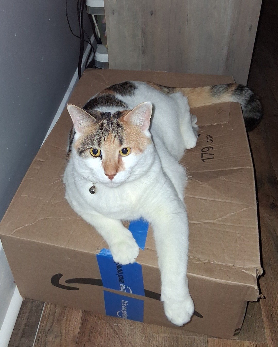 Callie the Calico maincoon. Box, Cardboard, Carton, Cat