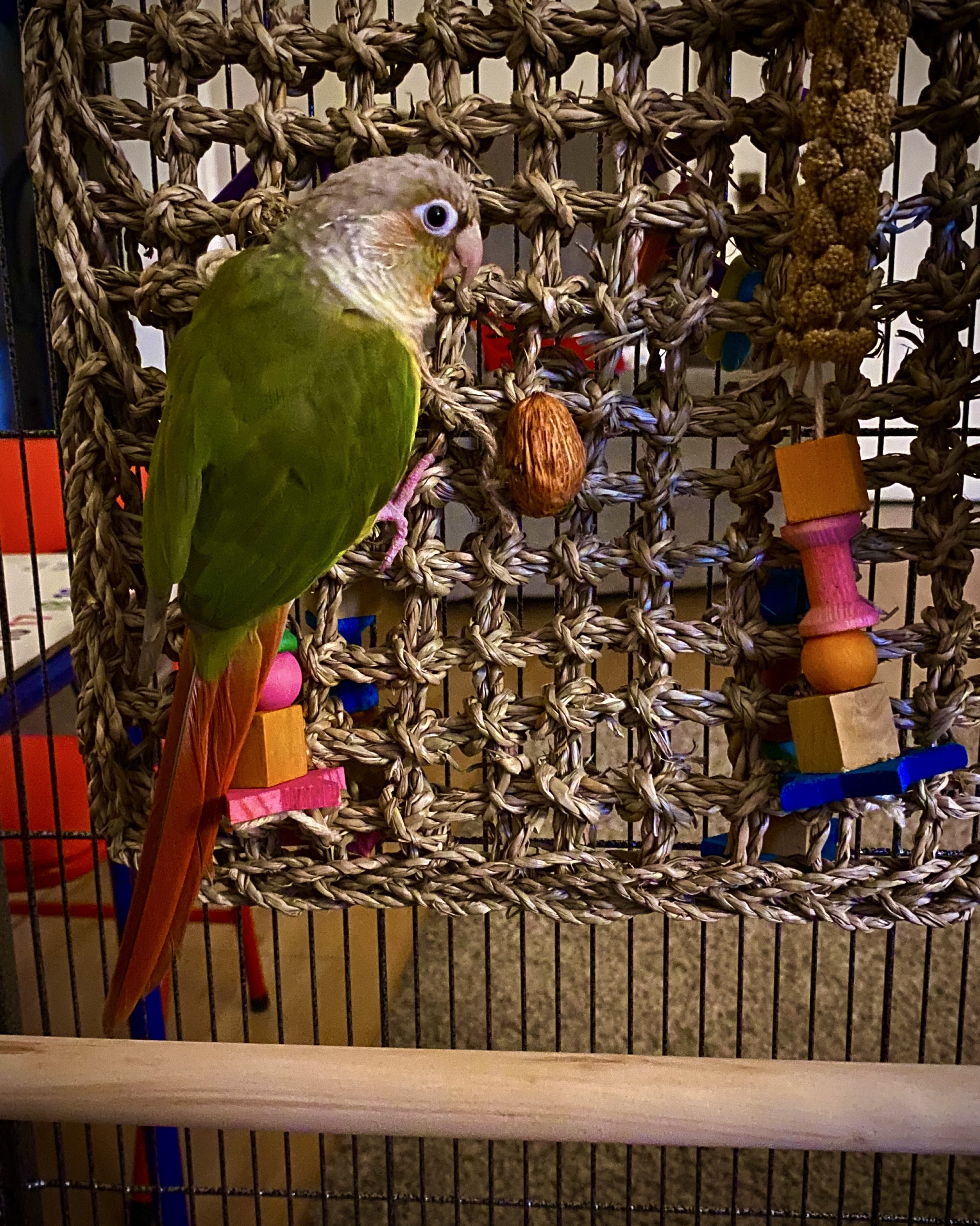Pineapple the Green Cheek Conure. Bird, Parakeet, Parrot