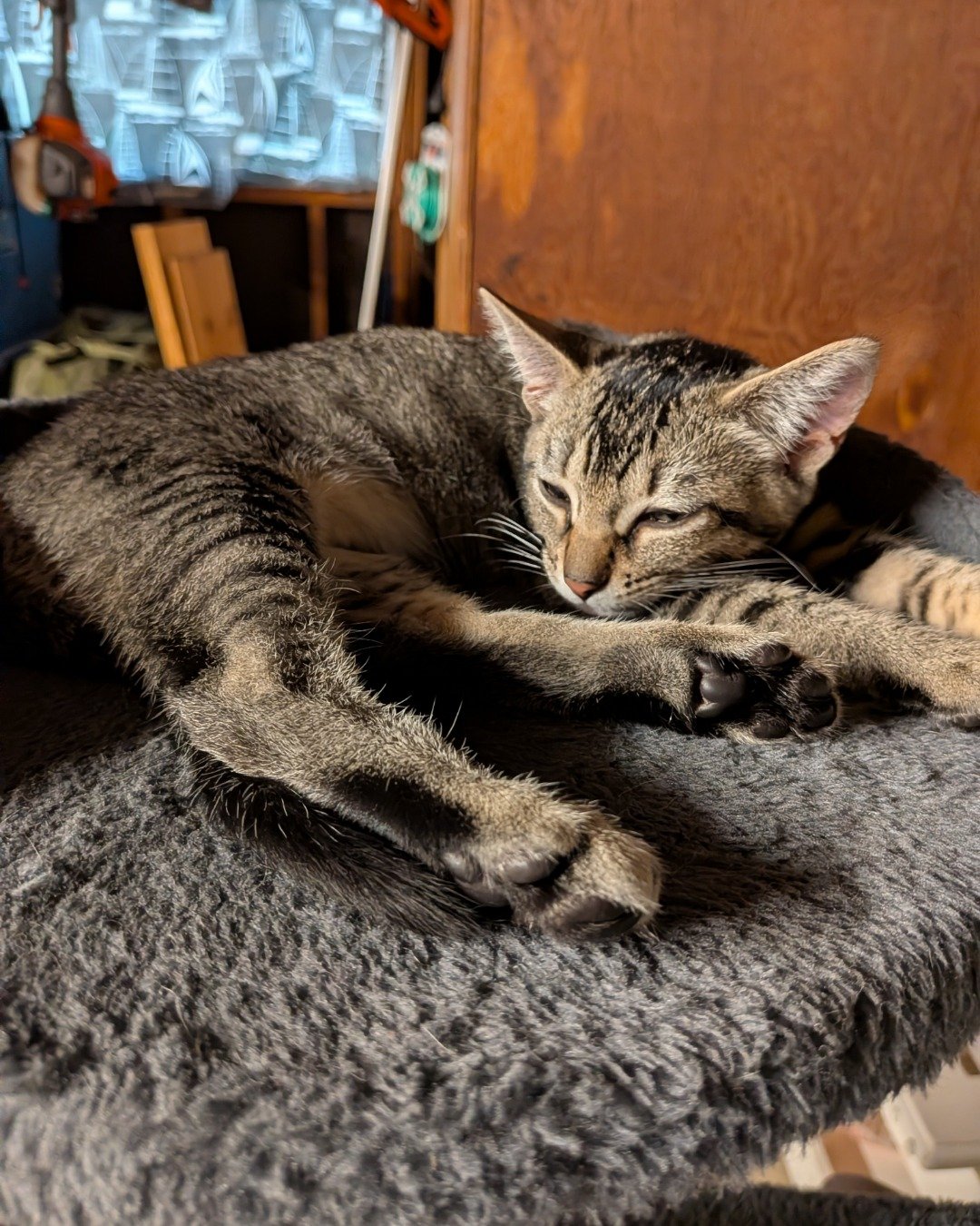 Peanut the American Short hair. Blanket, Cat