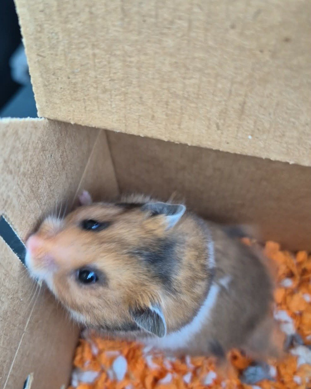 Ozzy the hamster. Rodent, Rat, Hamster