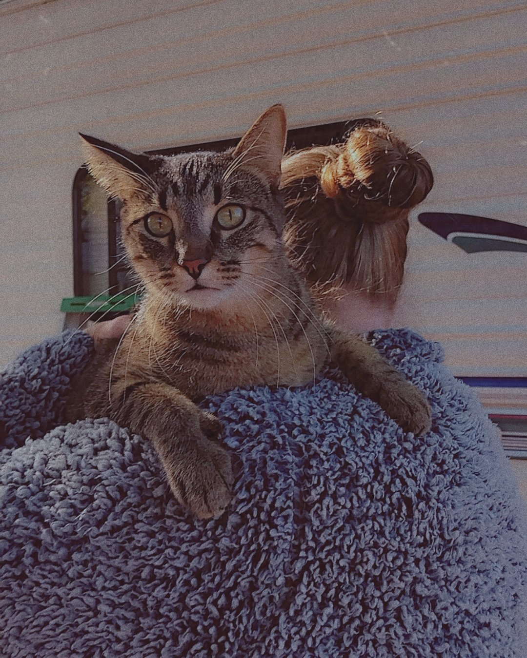 Sebby the Grey stripped tabby. Blanket, Cat