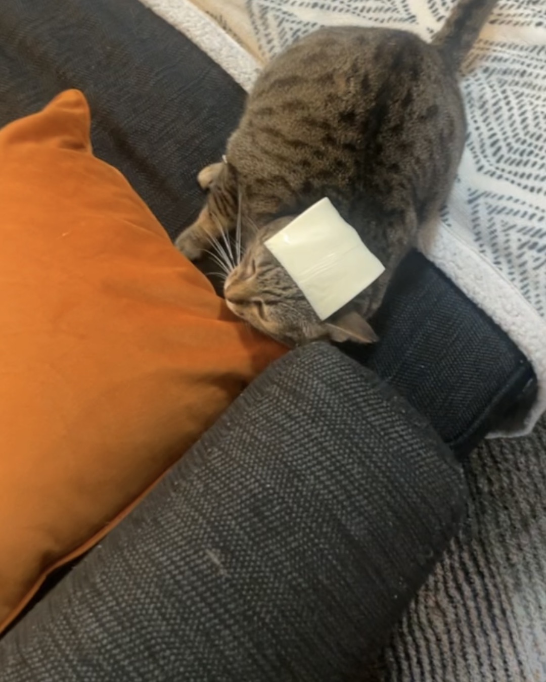 Luna. Cushion, Home Decor, Couch, Furniture, Cat, Person