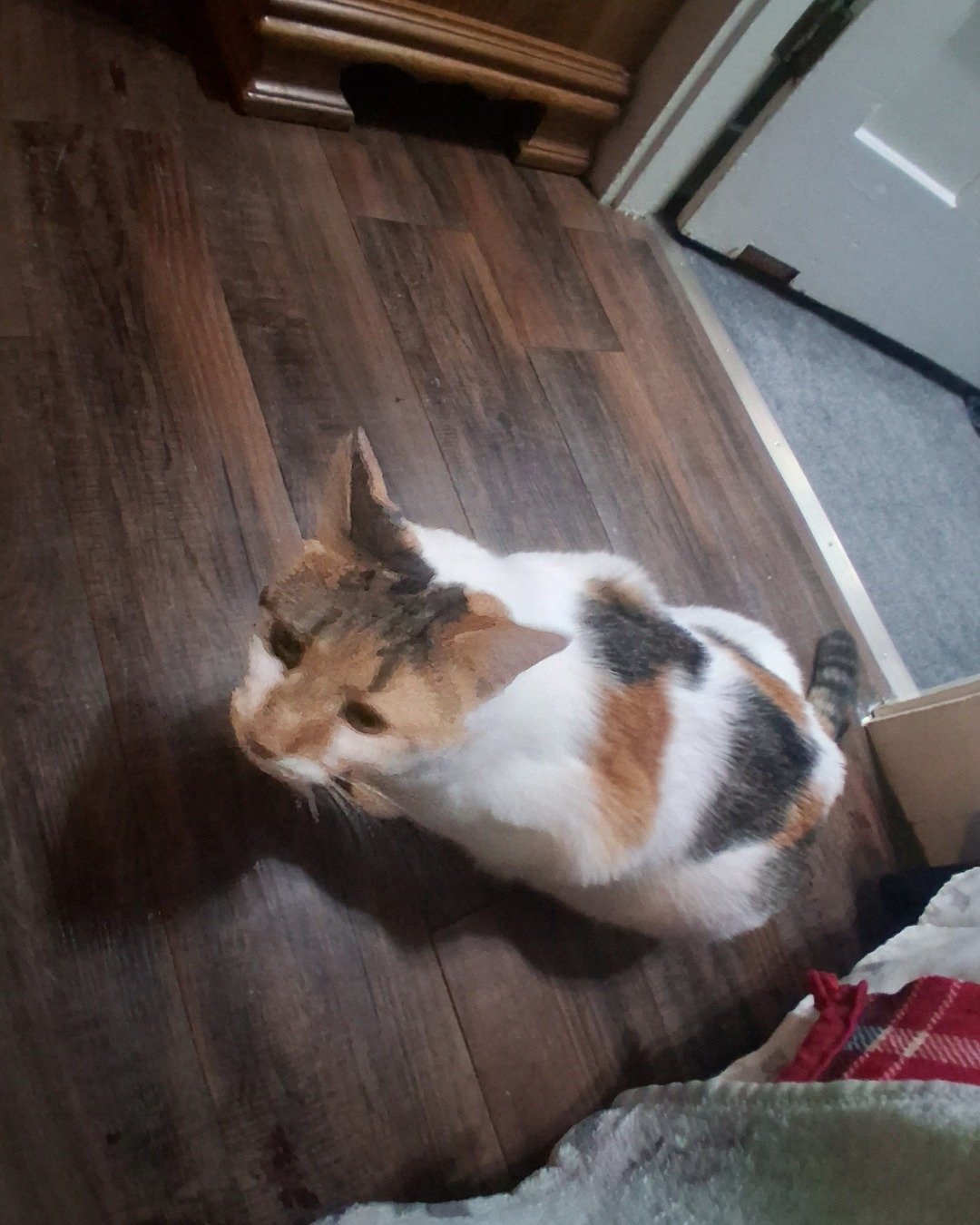 Callie the Calico maincoon. Hardwood, Wood, Floor, Flooring, Indoors, Interior Design