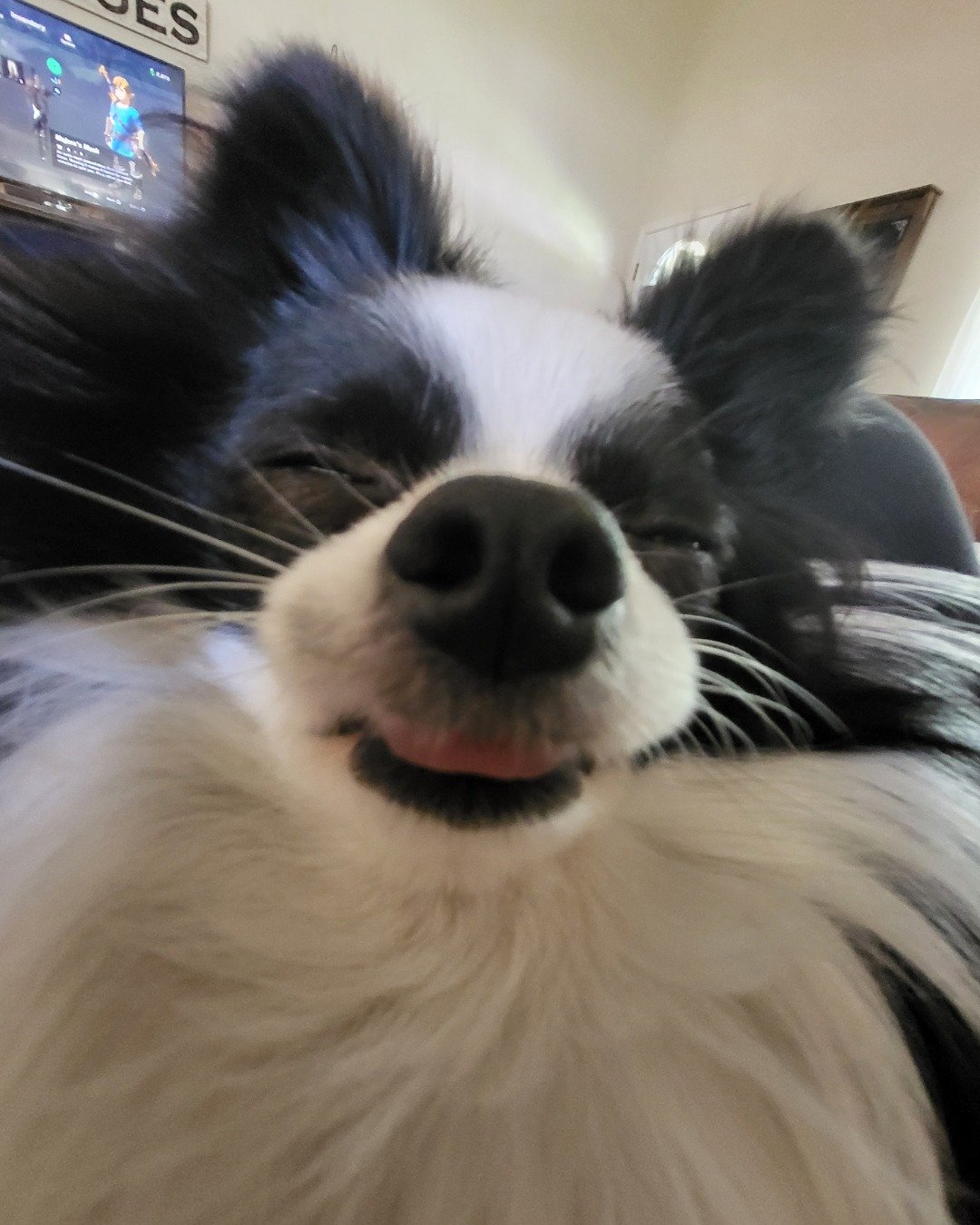 Danny the Long haired Chihuahua. Electronics, Screen, Computer Hardware, Hardware, Monitor, Cocker Spaniel