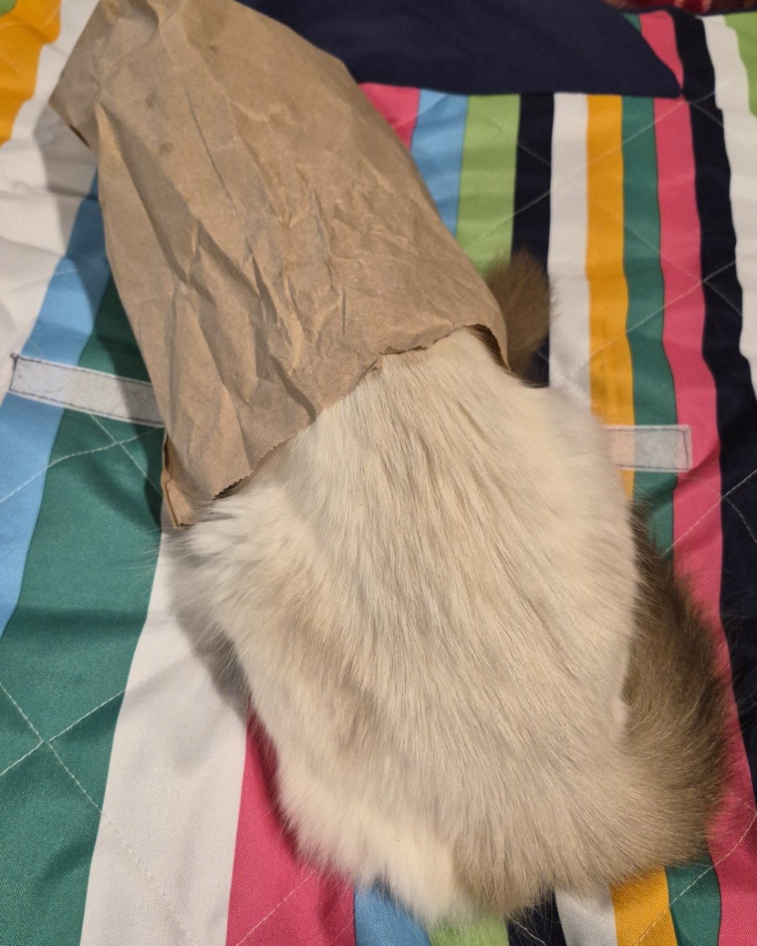 molly the siamese mix