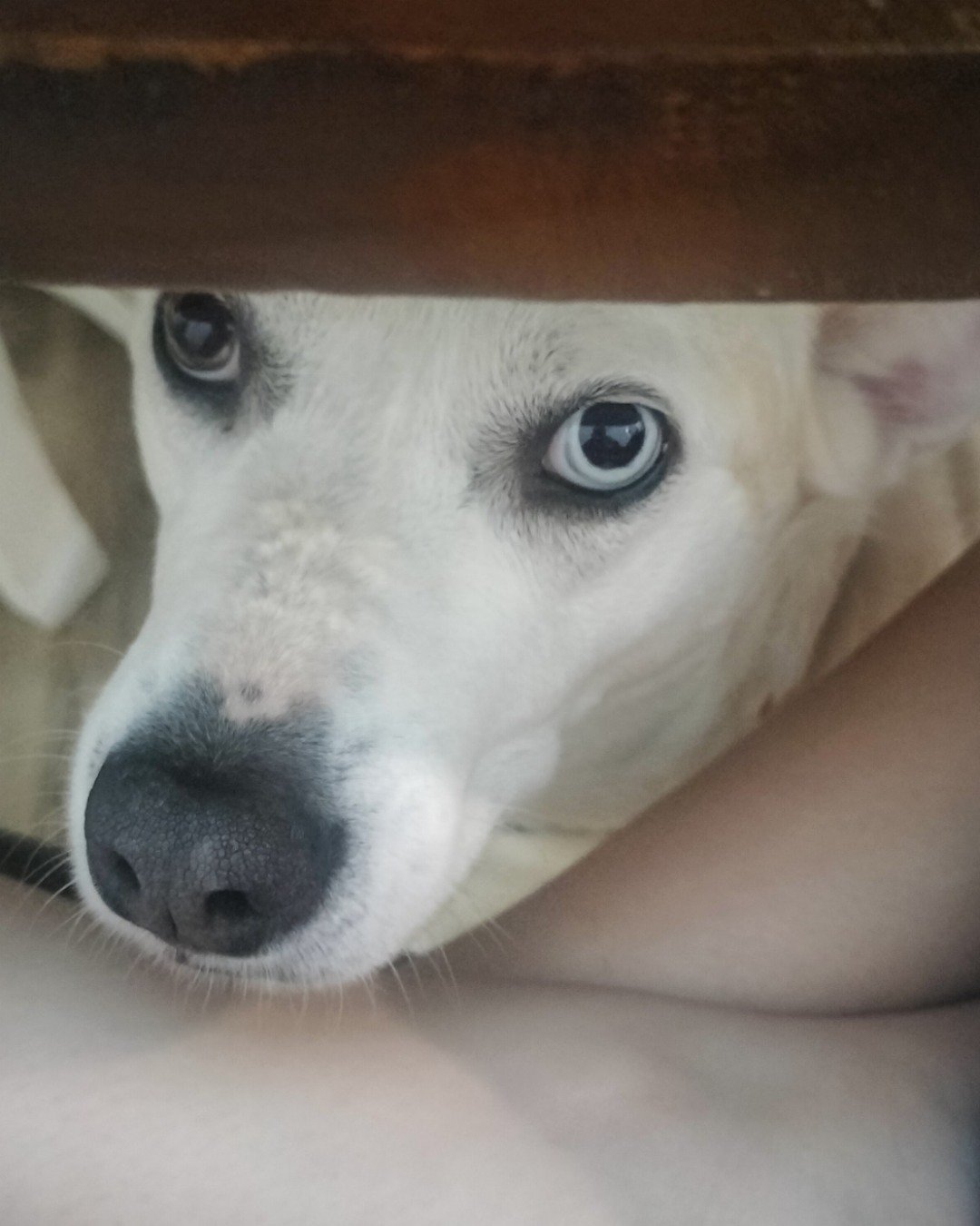 Mocha the husky. Dog, Husky, White Dog, Puppy