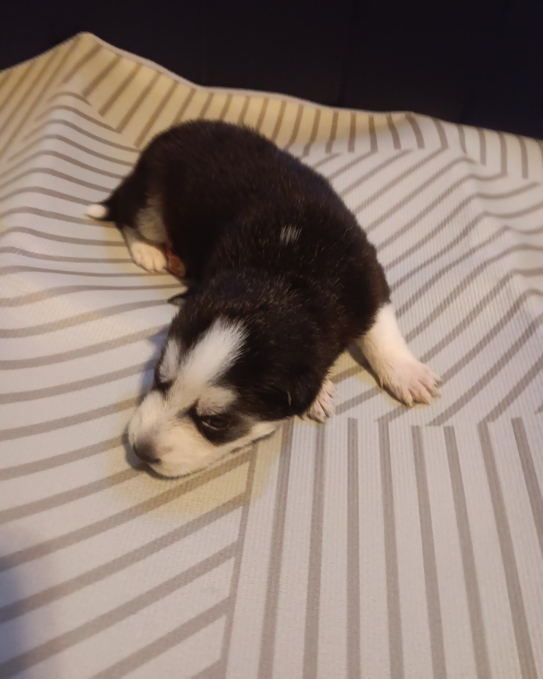 Puppies the Siberian Husky and German Shepard mix. Dog, Puppy, Husky