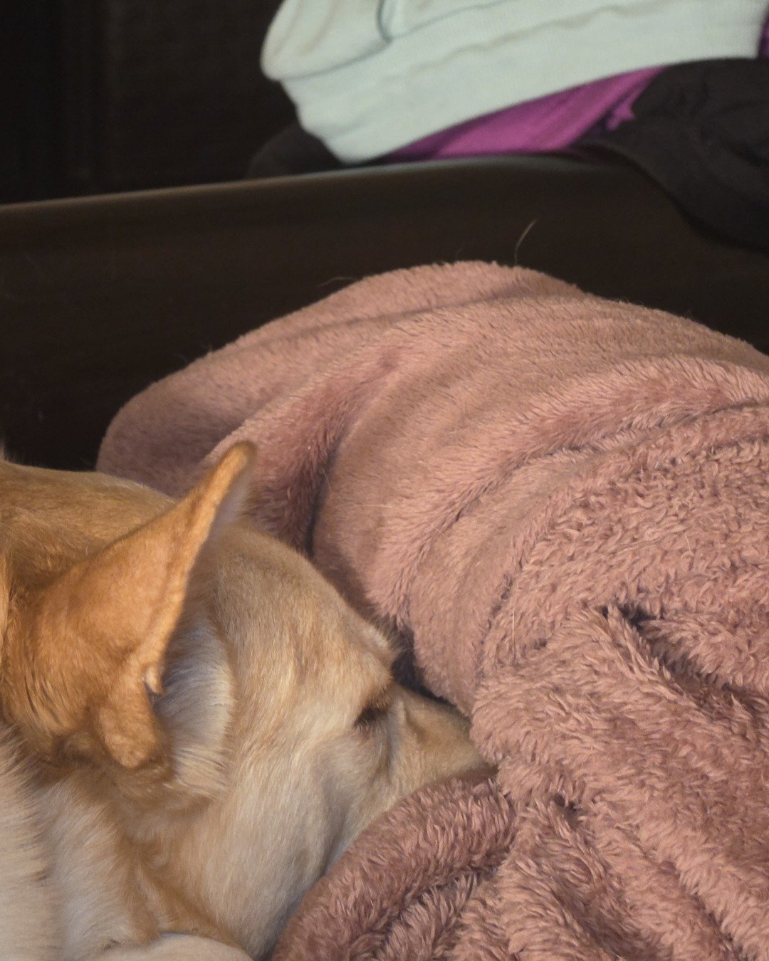 Bella the Labsky. Blanket, Couch, Furniture, Dog