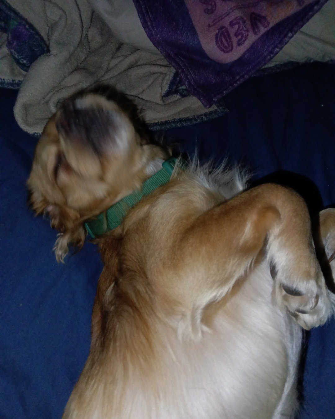 Yuri the PugZu. Dog, Puppy, Golden Retriever, Person, Sleeping