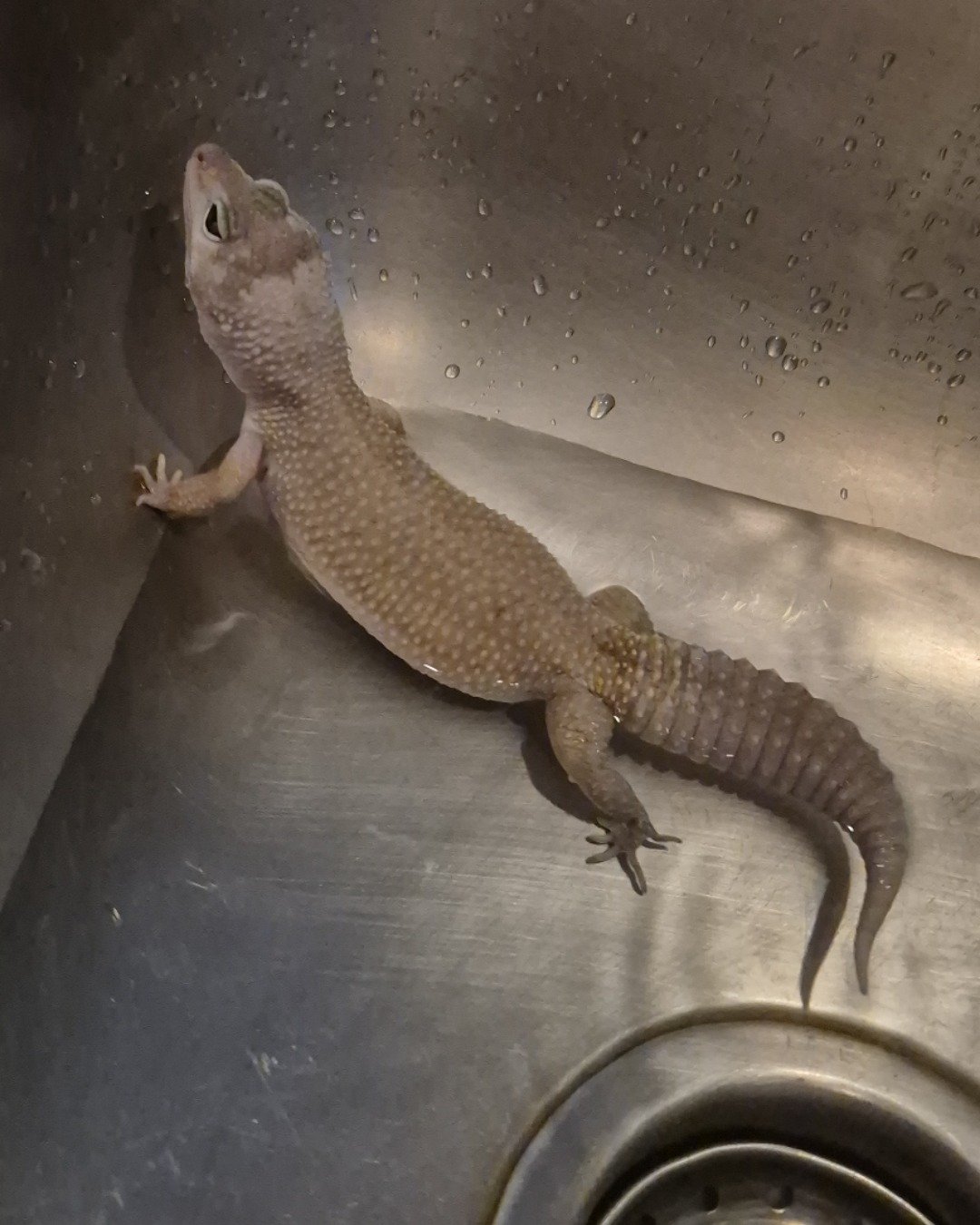 crystal the blizzard lepord gecko. Lizard, Reptile, Electronics, Hardware, Gecko