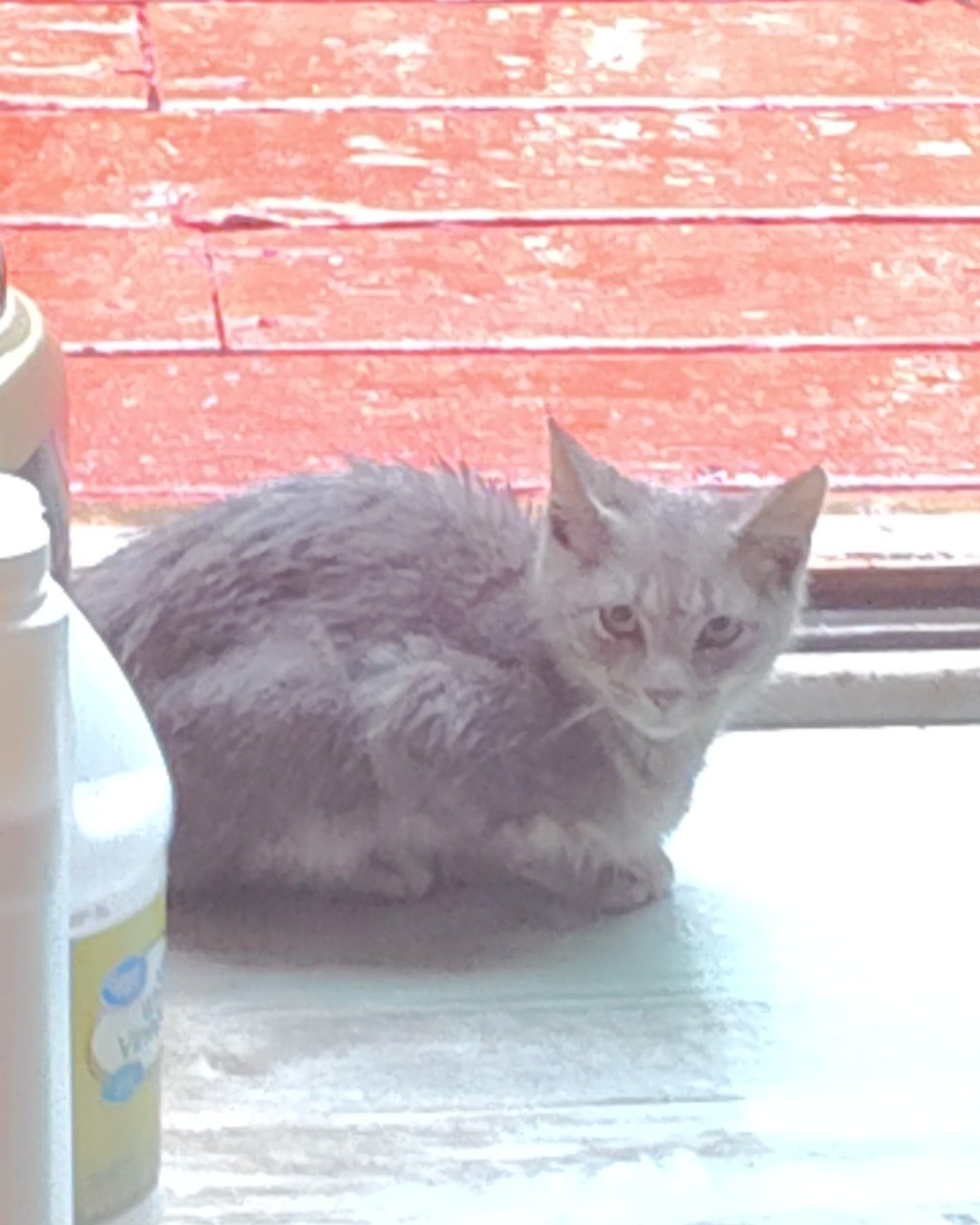 peanut the domestic short-haired. Cat, Kitten, Abyssinian