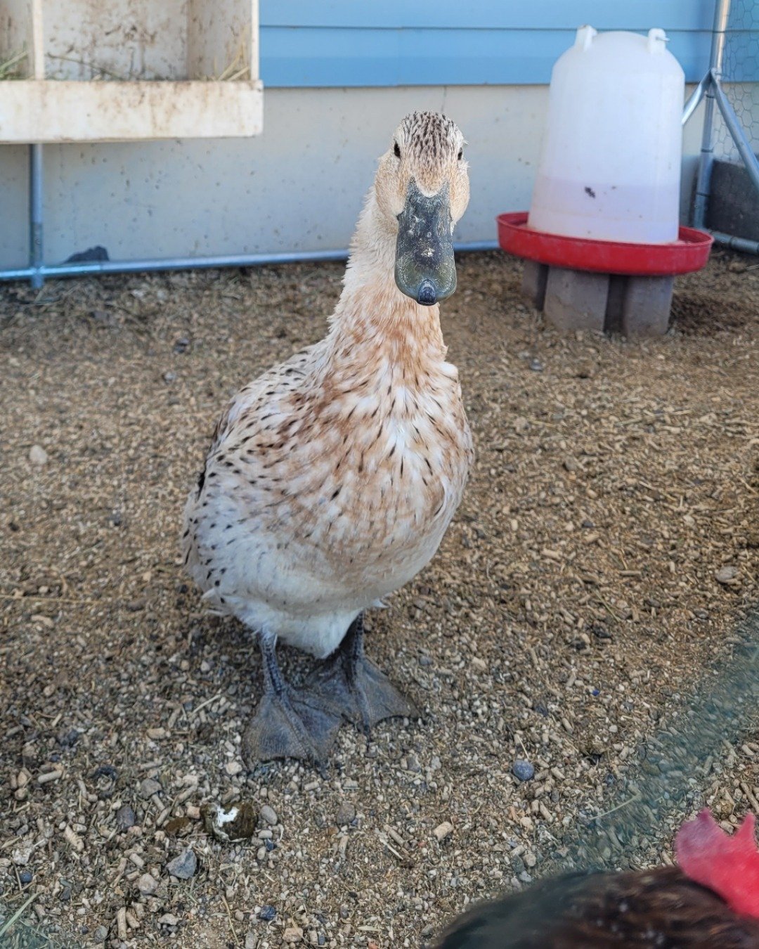 Della the duck. Beak, Bird, Duck