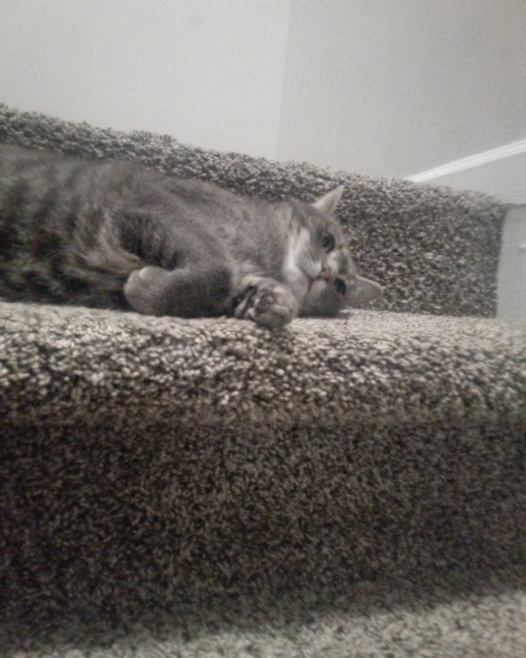 oreo the idk. Couch, Furniture, Cat, Home Decor
