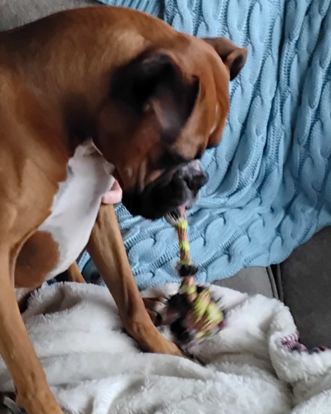 Niya the Boxer. Boxer, Bulldog, Dog, Puppy