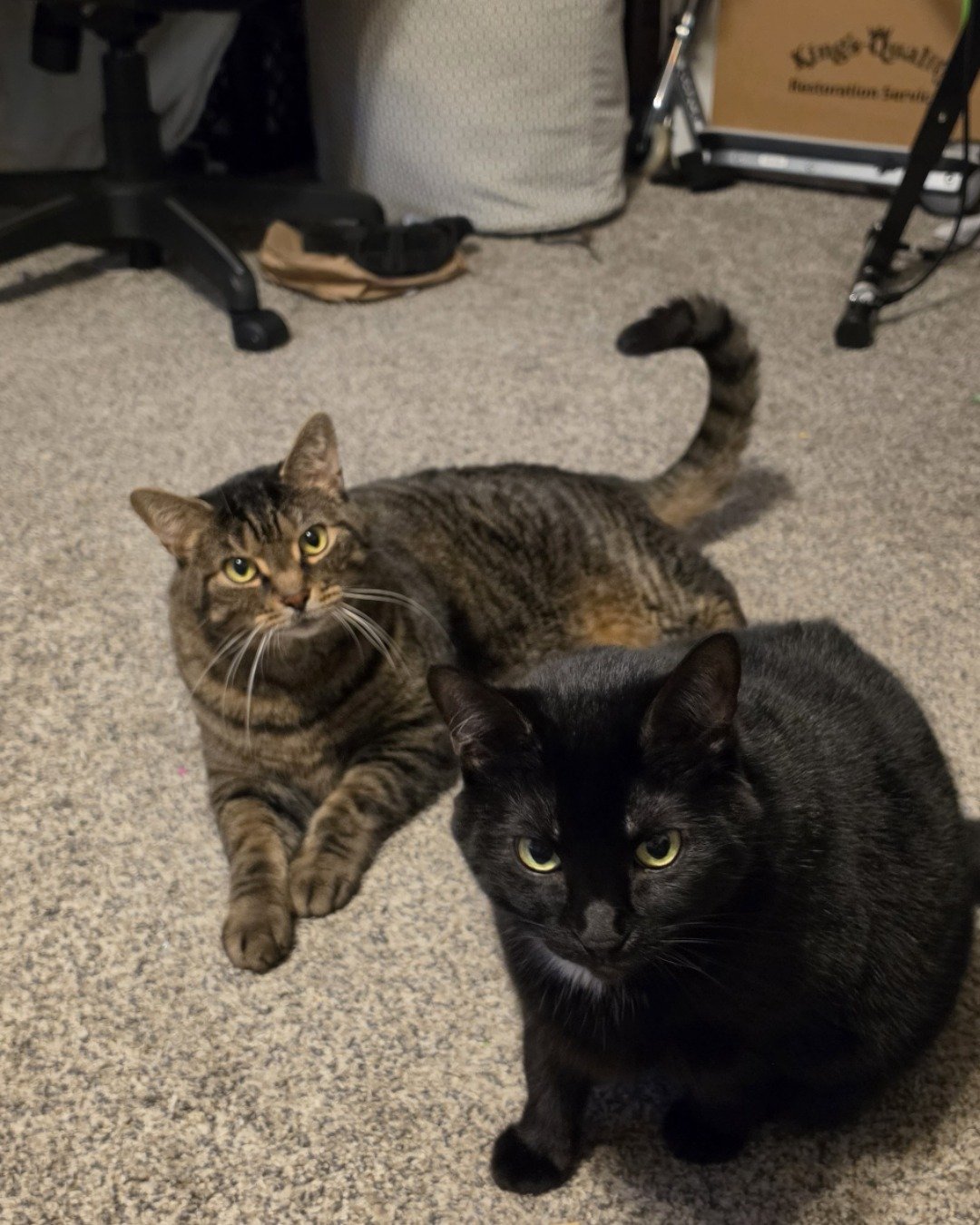 Happy, Rick, and Unity together. Cat, Clothing, Footwear, Shoe, Floor, Manx