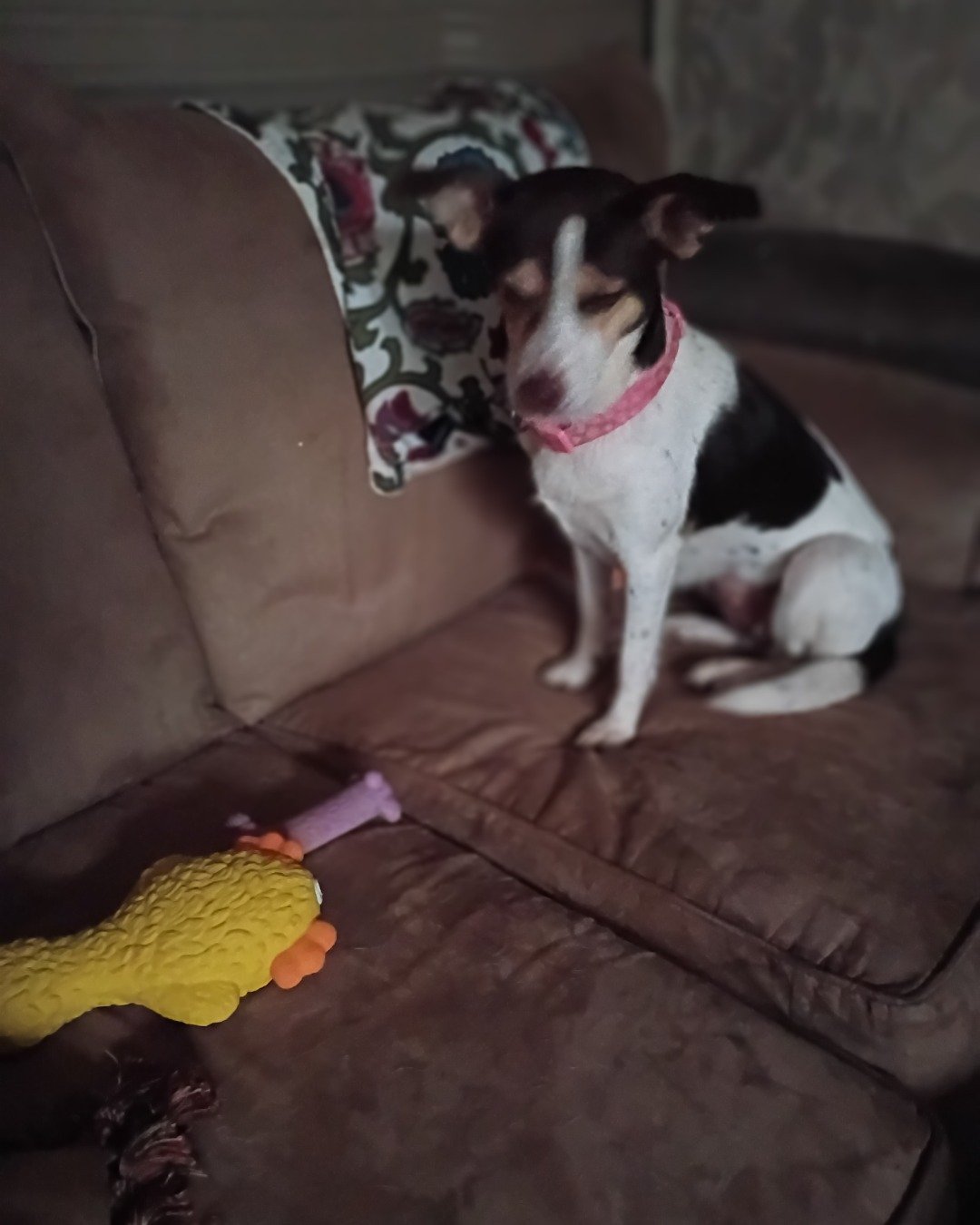 Ester the Rat  Terrier. Cushion, Home Decor, Couch, Furniture, Dog, Puppy
