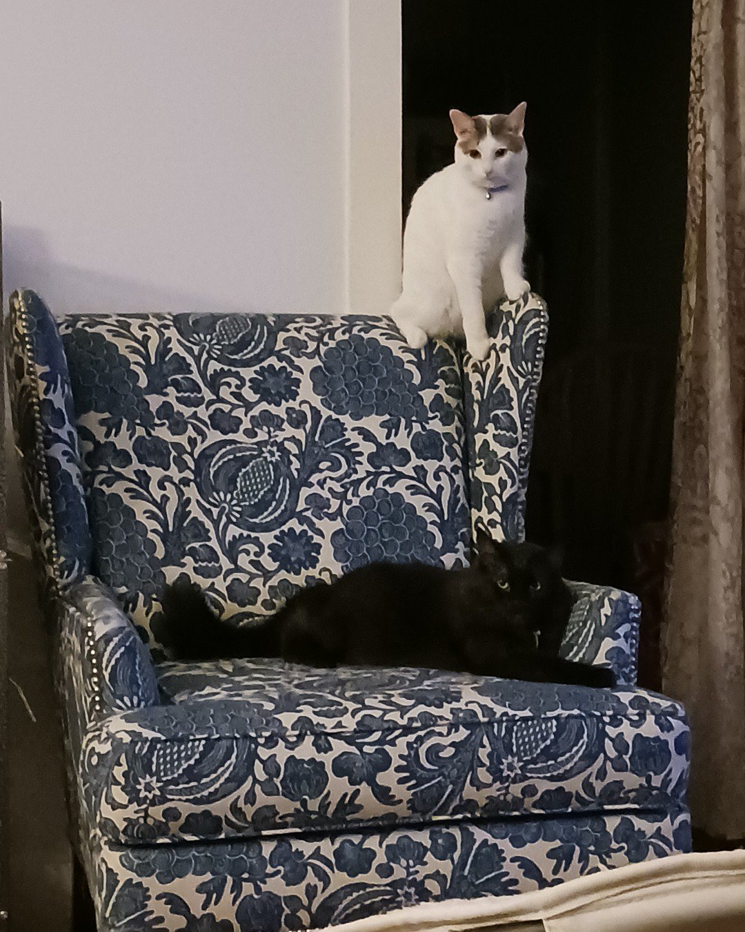 Little Dude the Unsure. Furniture, Cat, Chaise