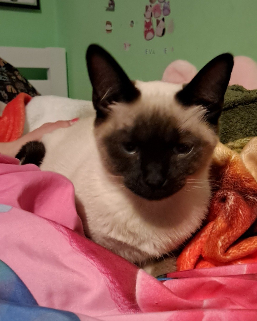 Luna🌙💫 (twin of Stella) the Siamese. Cat, Siamese