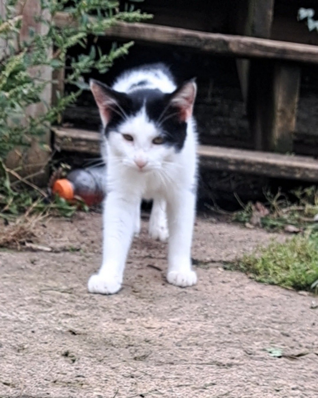 Little-Panda. Cat, Kitten, Soil, Manx, Grass, Plant