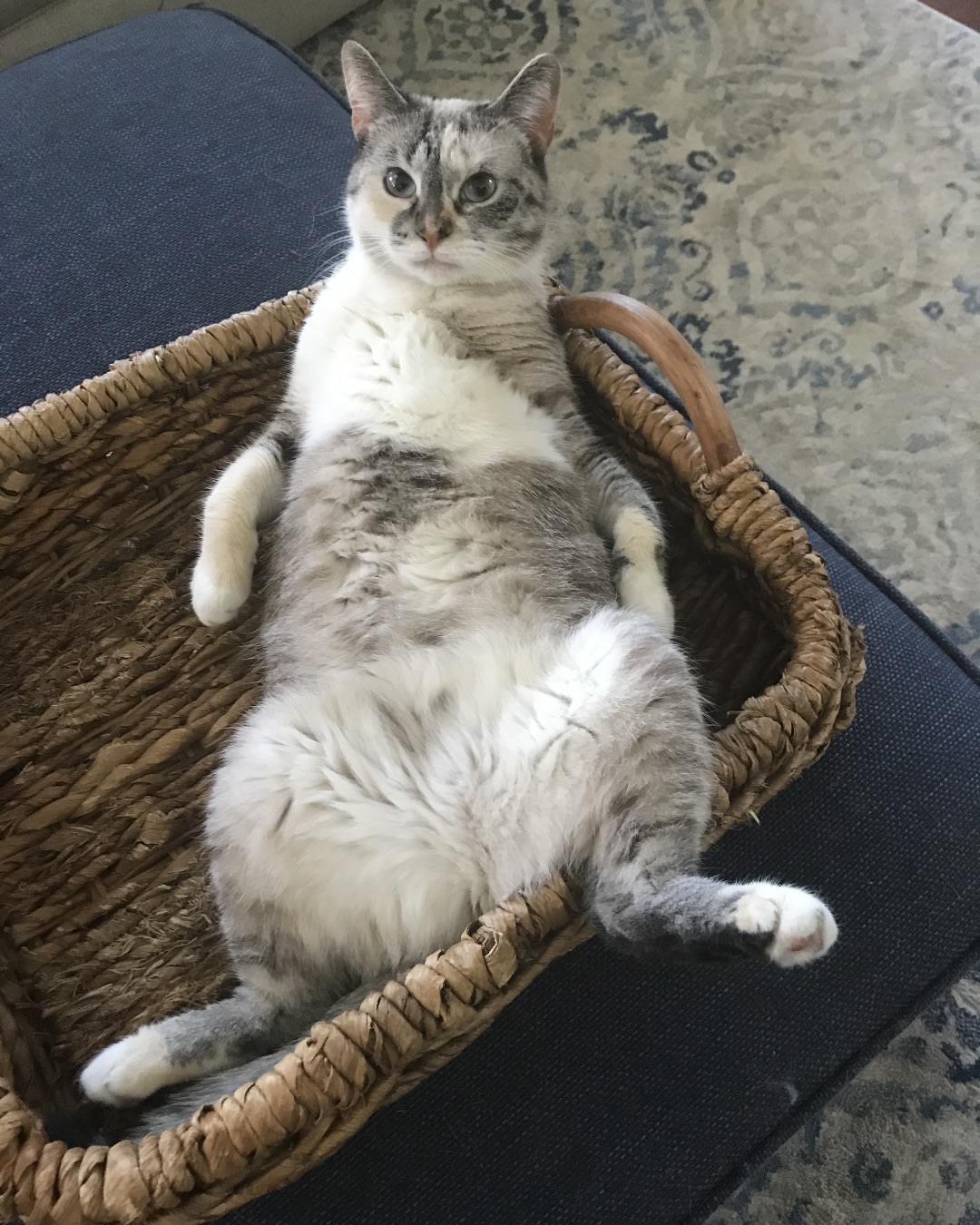 An-Gel the Siamese. Basket, Cat