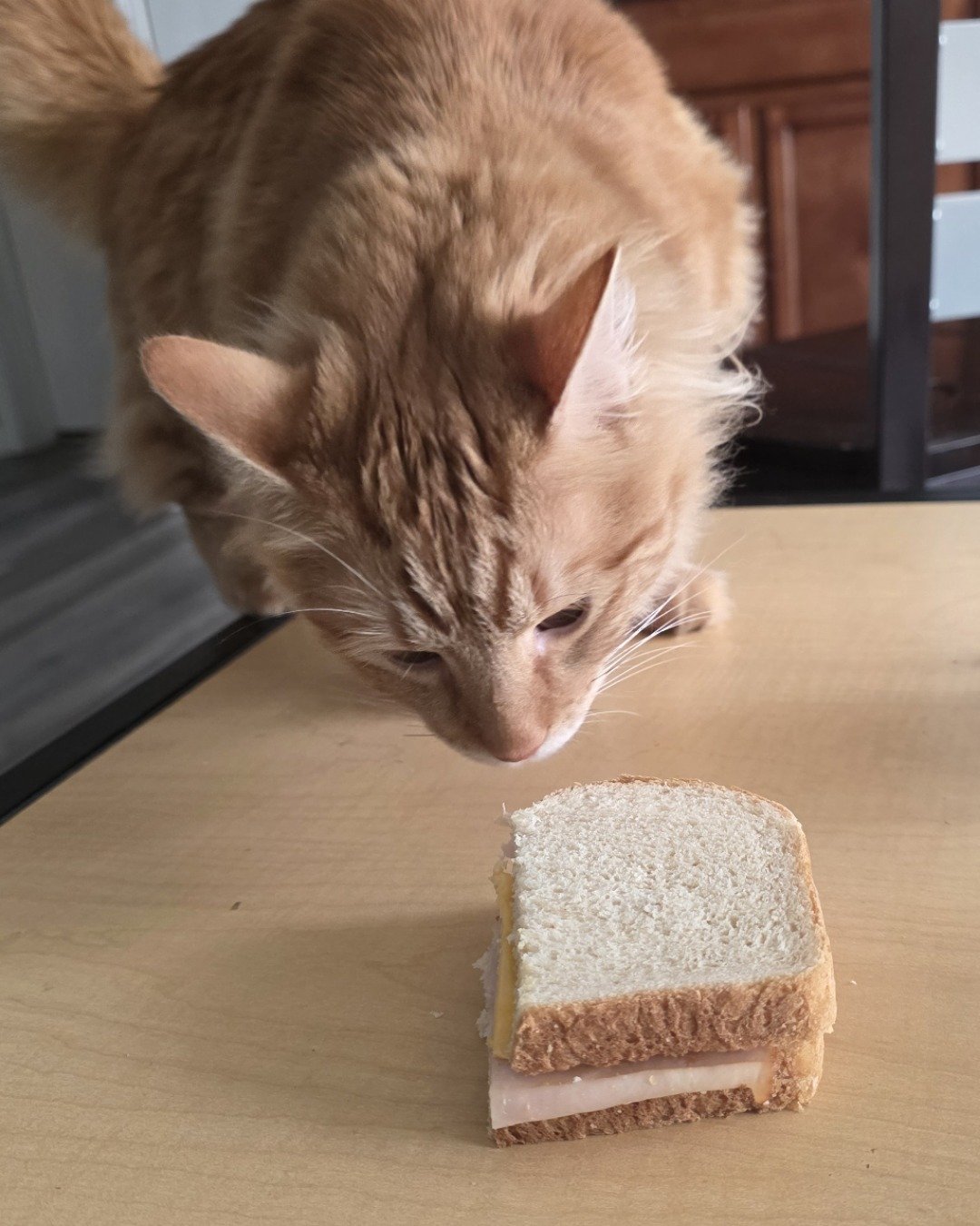 Jean-Luc the Orange Domestic Longhair. Cat, Bread, Food