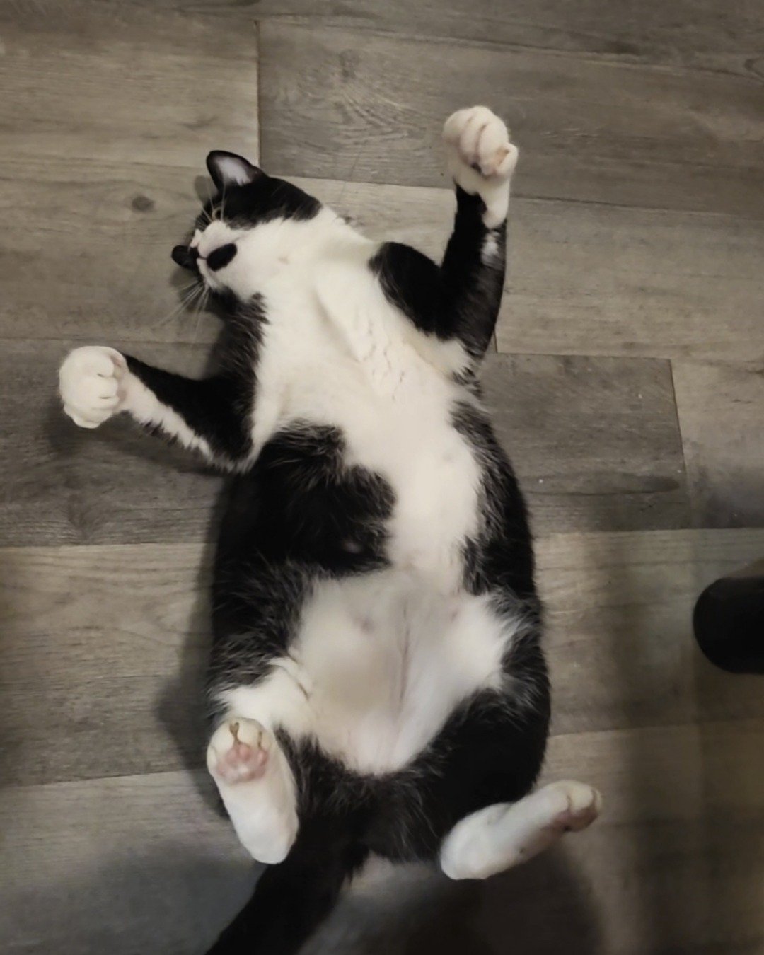 Lorelai the Tuxedo. Hardwood, Wood, Floor, Cat, Manx, Kitten