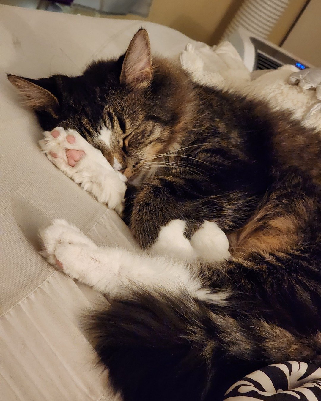 Jordan. Couch, Furniture, Person, Sleeping, Cat, Kitten