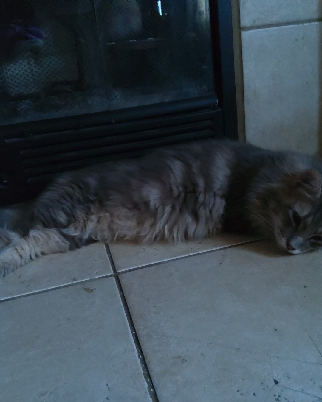 Logan the Long Haired Tabby. Fireplace, Indoors, Cat