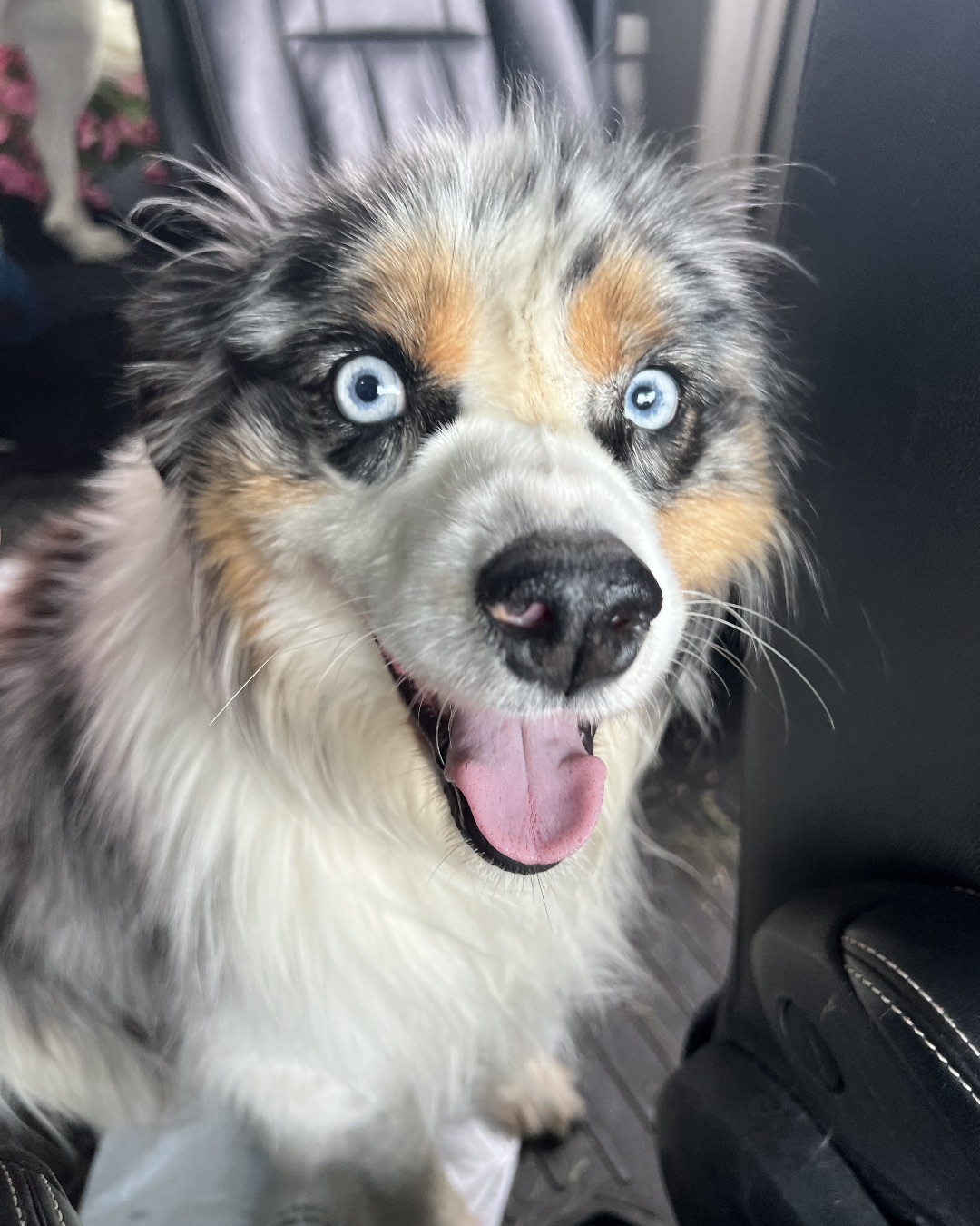 Toot the Australian Shepherd. Dog, Puppy, Husky, Person, Body Part, Mouth
