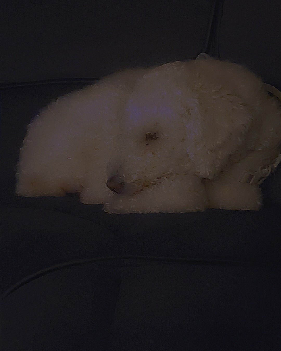 blaire the golden doodle!. Bear, Dog, Poodle, Puppy