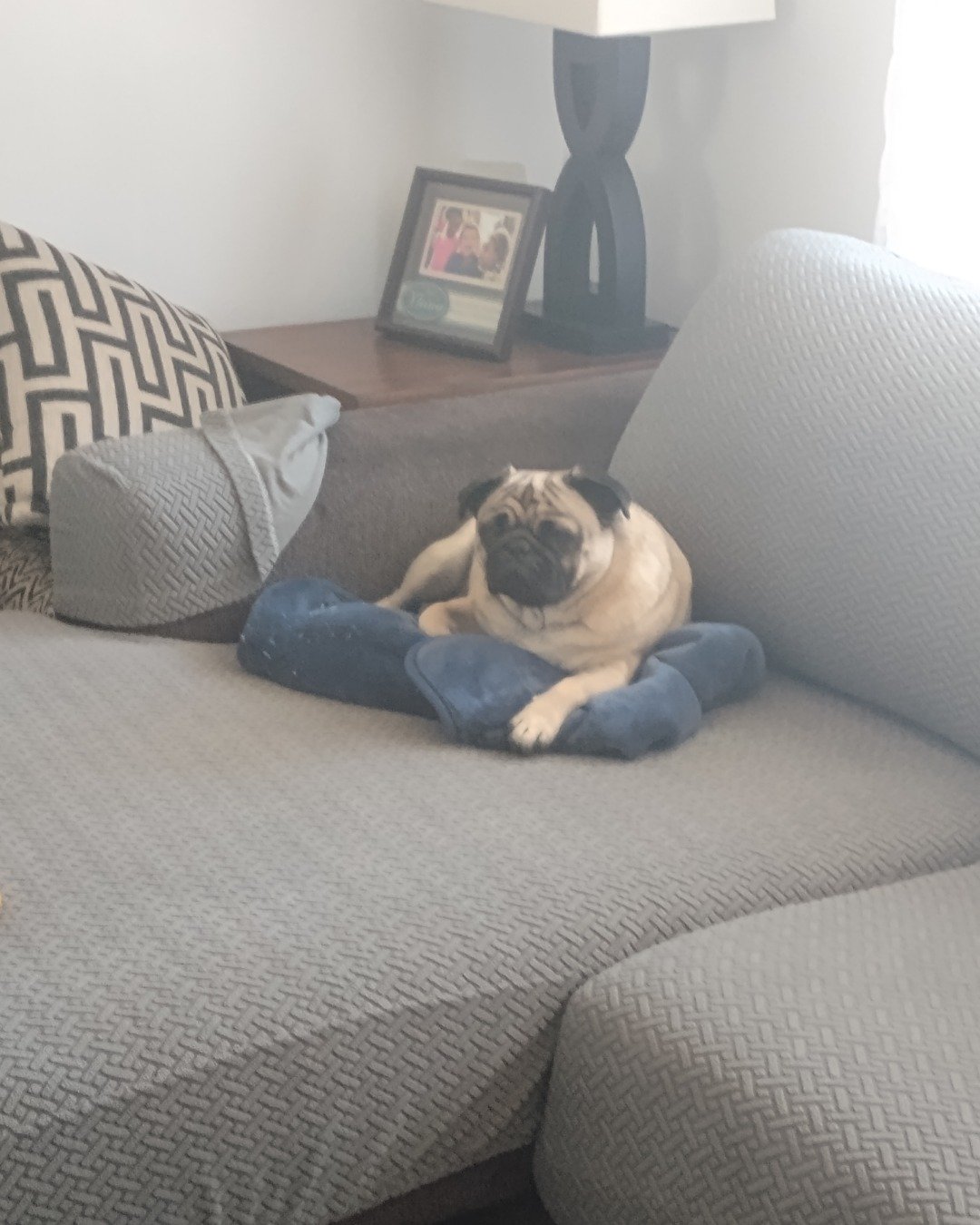 chwy the pug. Cushion, Home Decor, Photo Frame, Dog, Clothing, Pants