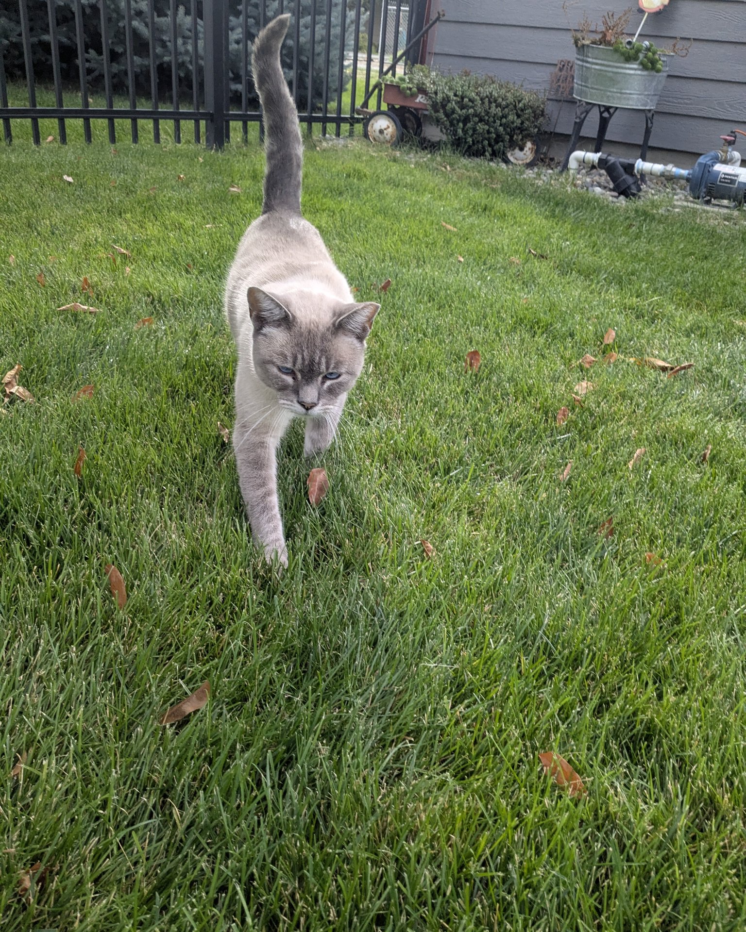 Merlin the ragdoll. Grass, Plant, Backyard, Nature, Outdoors, Yard
