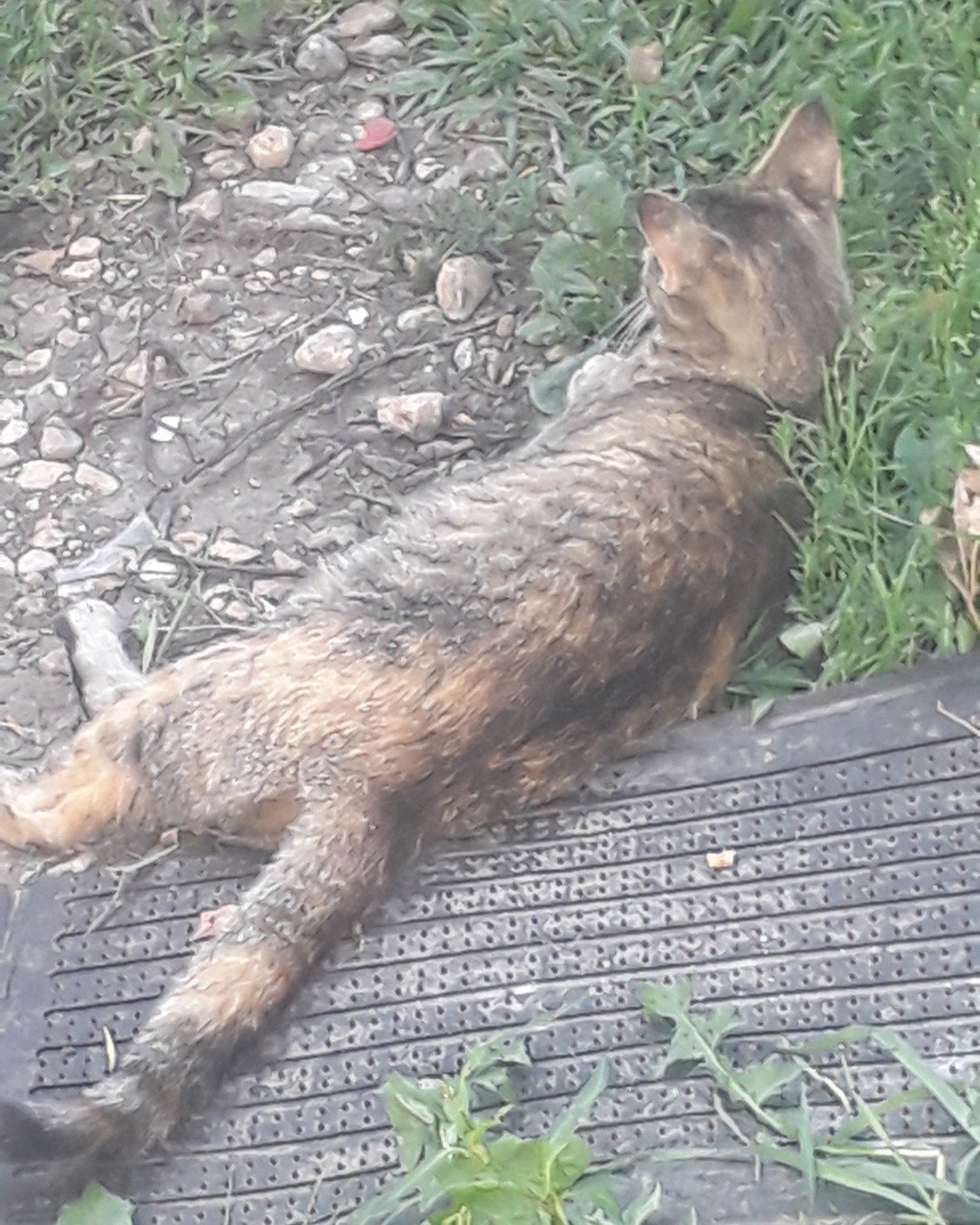 pepper the calico tabby. Soil, Cat, Grass, Plant, Road