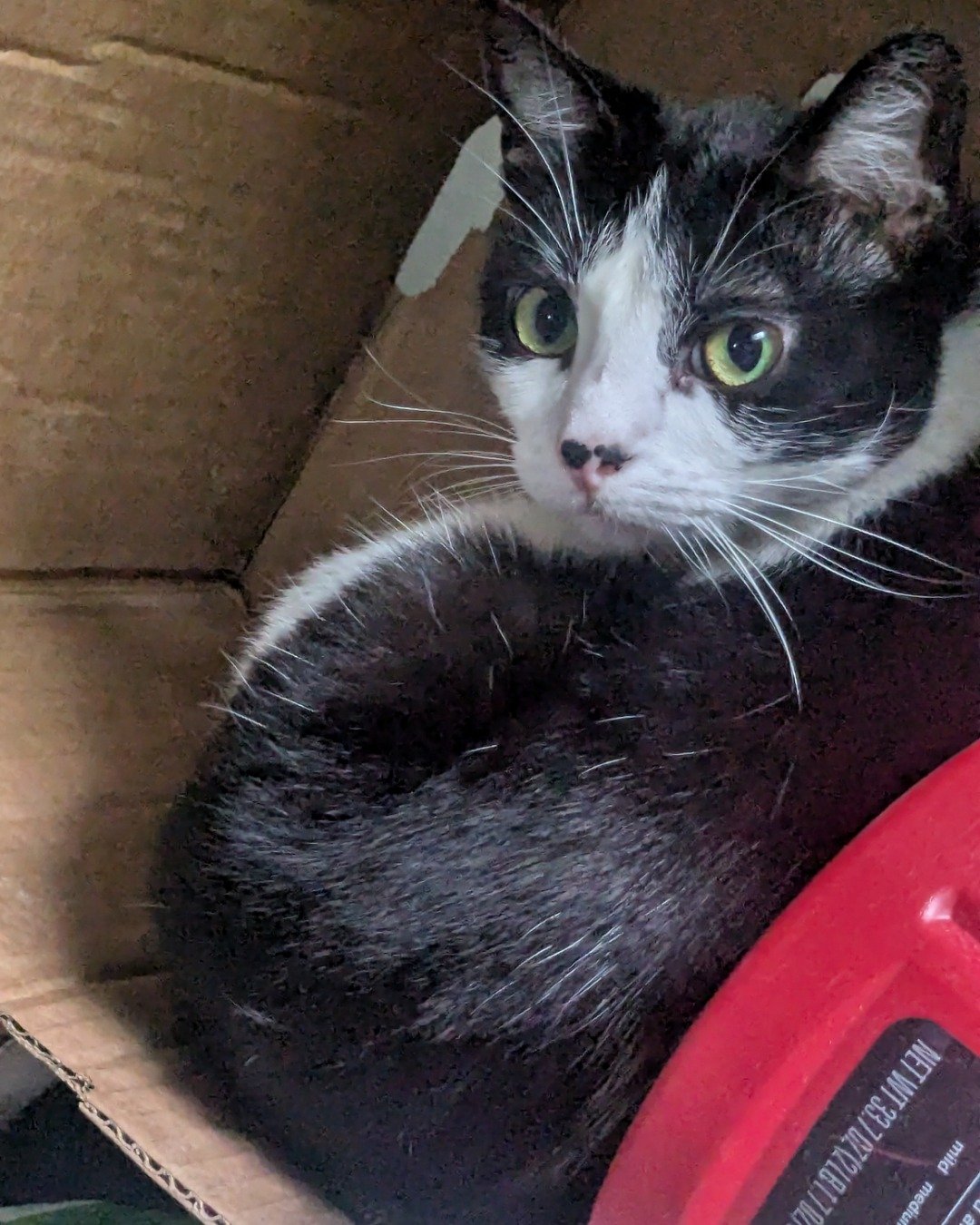 Igashu the Tuxedo. Box, Cat