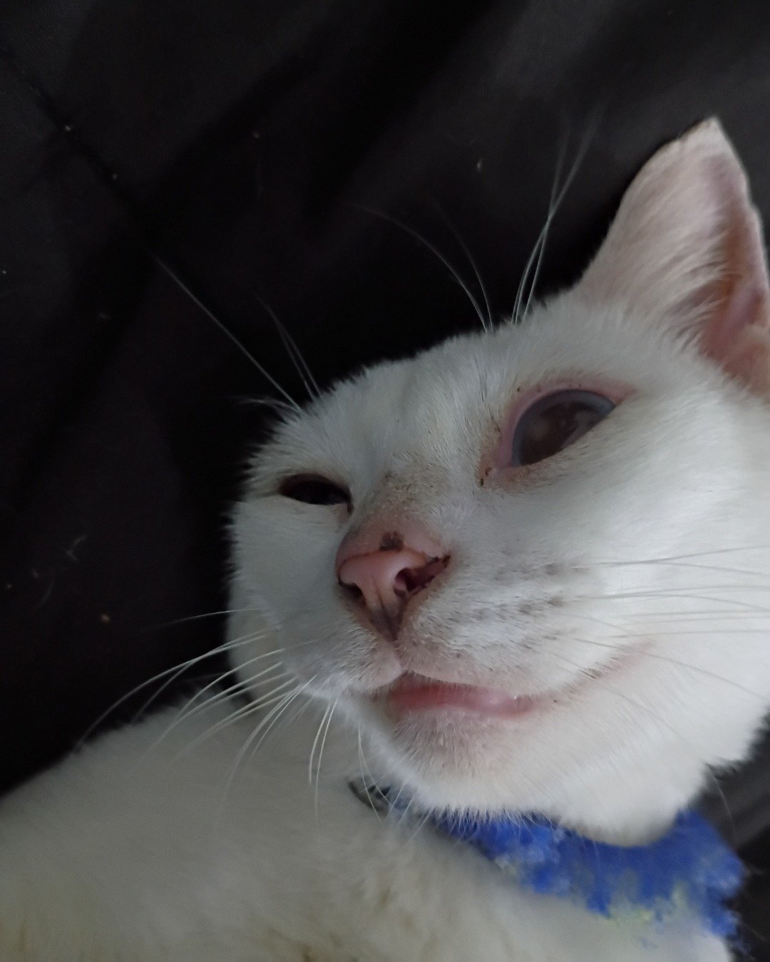 Aphrodite the i don't know. Cat, Kitten, Angora
