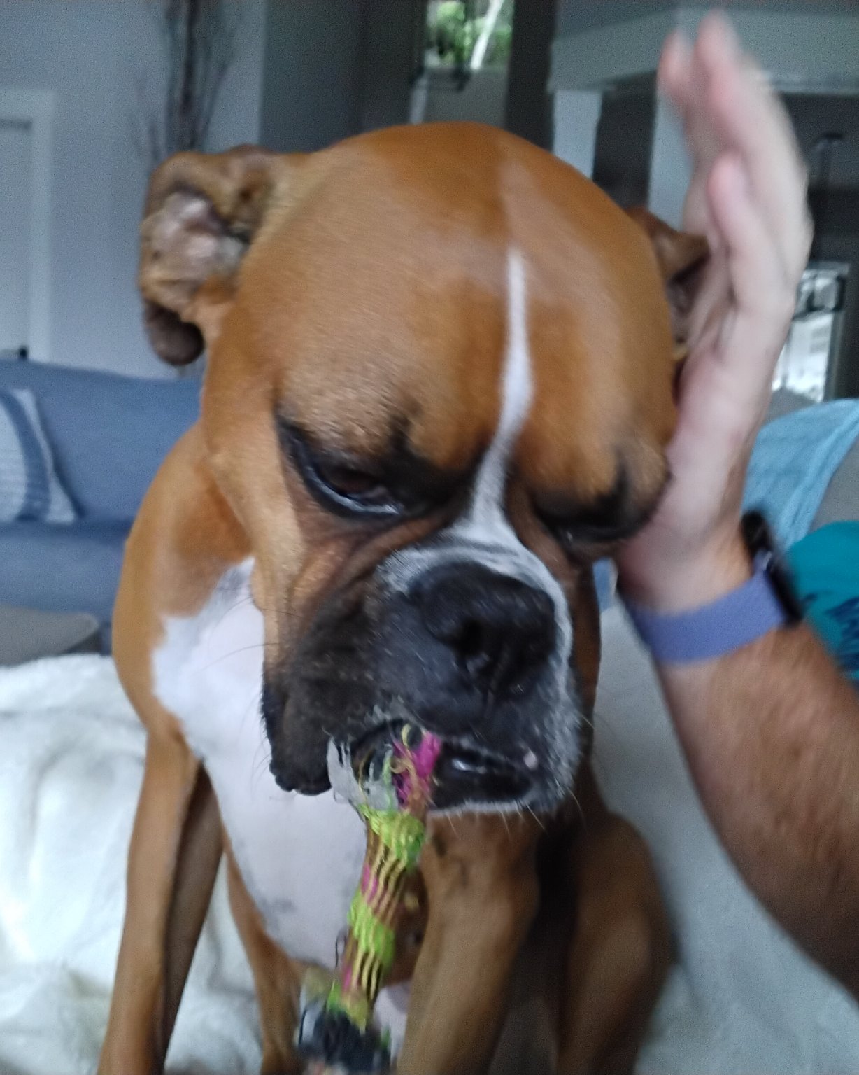 Niya the Boxer. Boxer, Bulldog, Dog