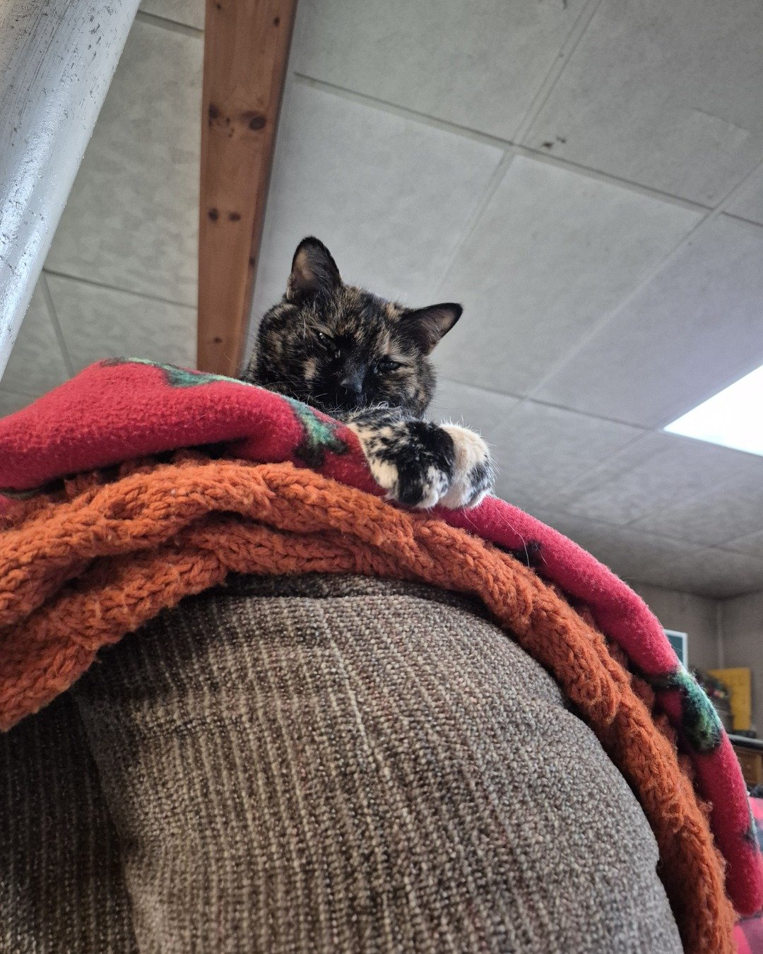 Zeros. Blanket, Cat