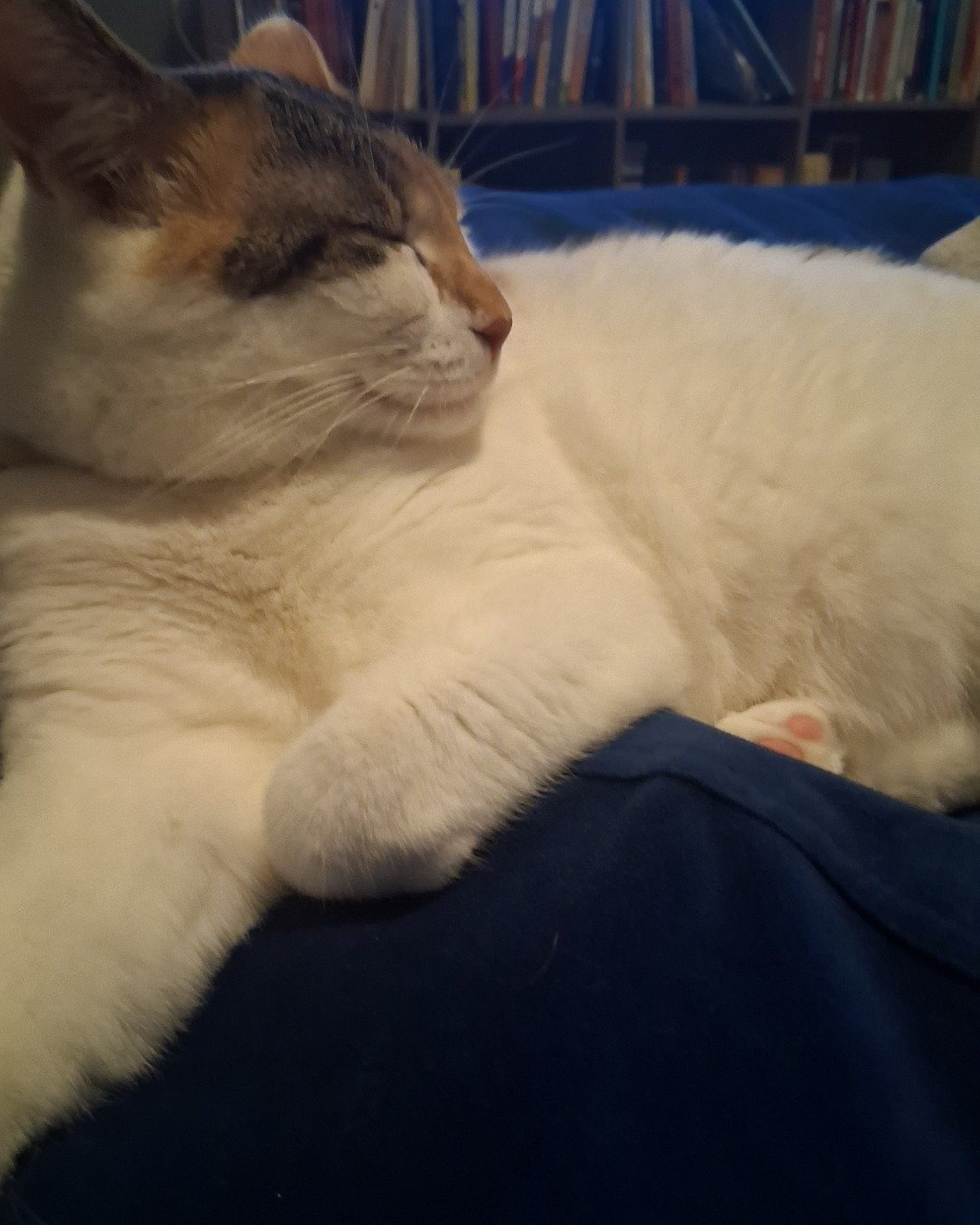 Callie the Calico maincoon. Person, Sleeping, Couch, Furniture, Cat