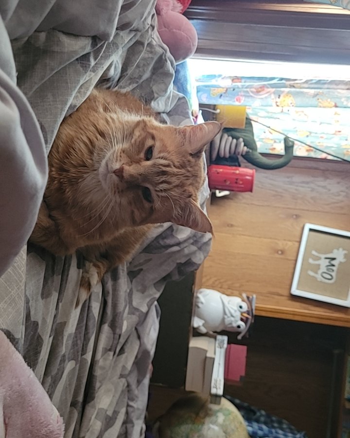 ducky the orange. Person, Blanket, Furniture, Cat, Sleeping