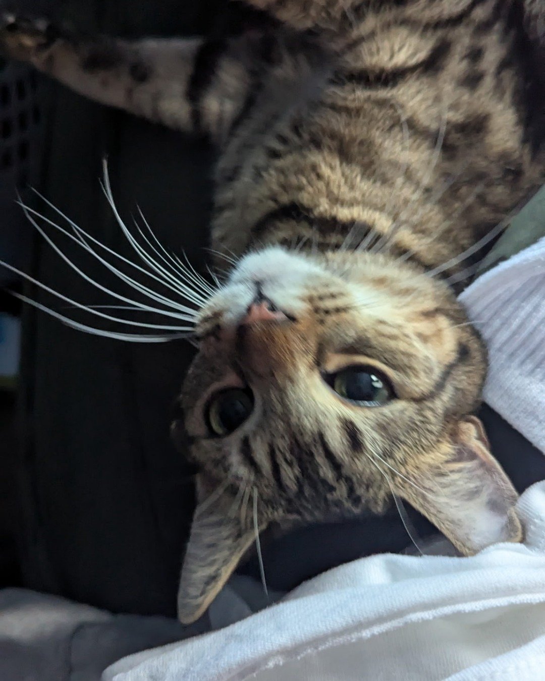Luna the Domestic shortage (aka a gray Tabby). Cat, Kitten, Person, Cushion, Home Decor