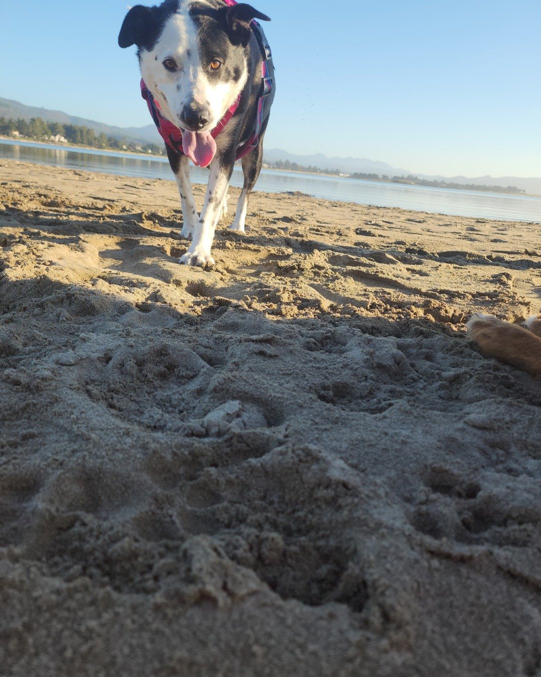 stevie the border collie/lab. Beach, Coast, Nature, Outdoors, Sea, Shoreline