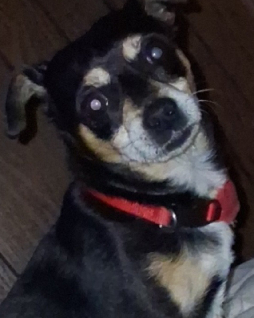 Turbo the Miniature pinscher. Chihuahua, Dog, Puppy