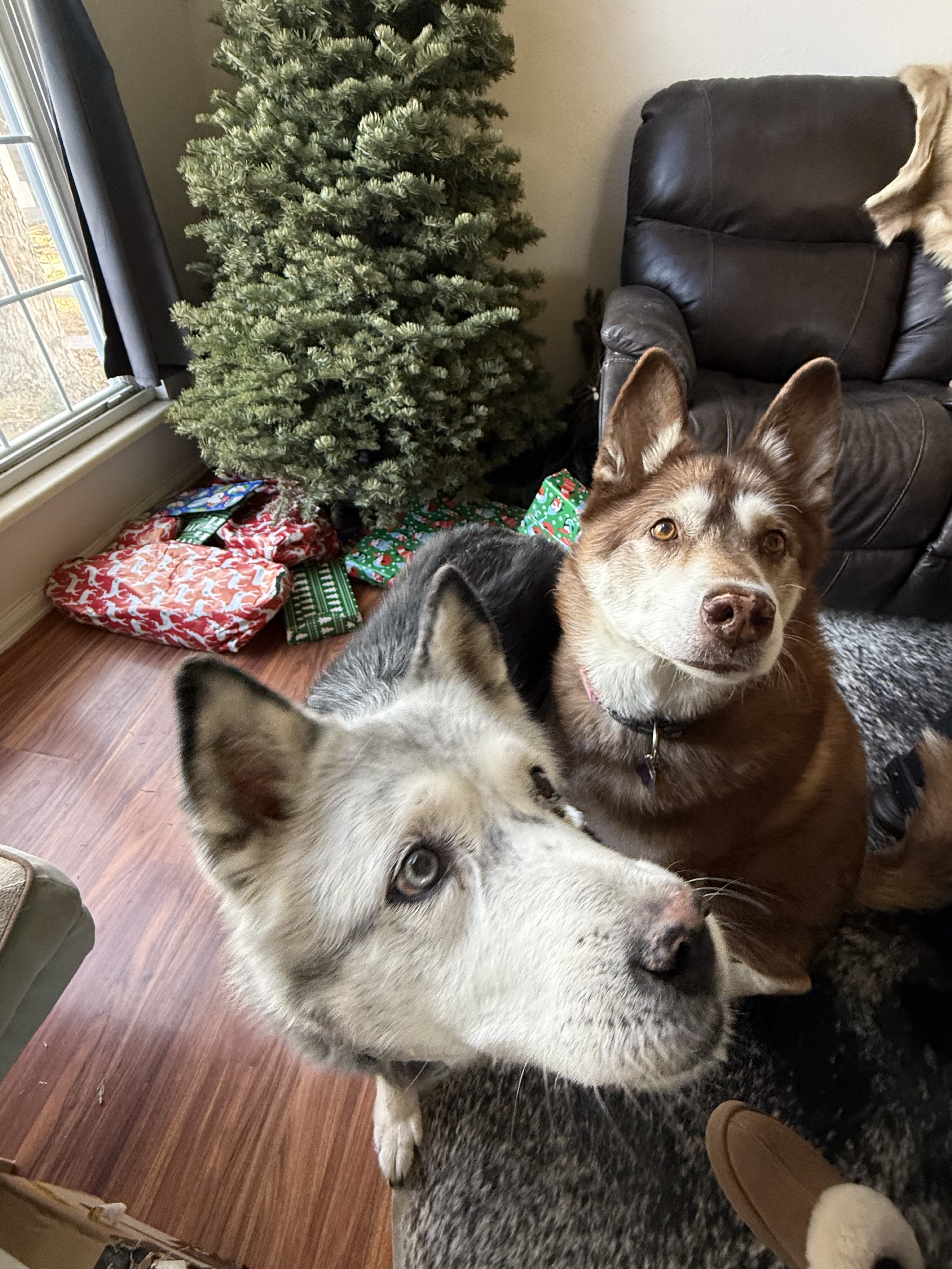 Loki the Husky Mix