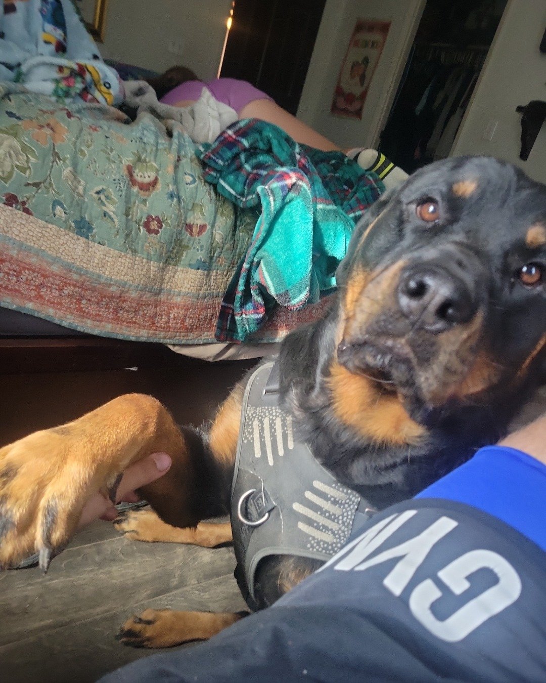 Bella the Rottweiler. Dog, Puppy, Hound, Furniture, Couch, Person