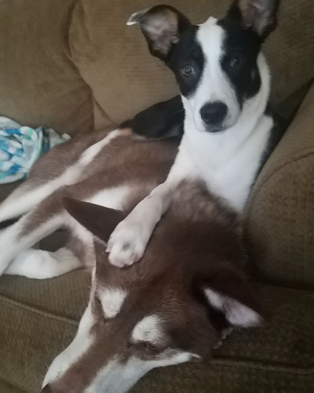 Midi the Aussie/ Blue Heeler. Dog, Husky, Couch, Furniture, Puppy, Cushion