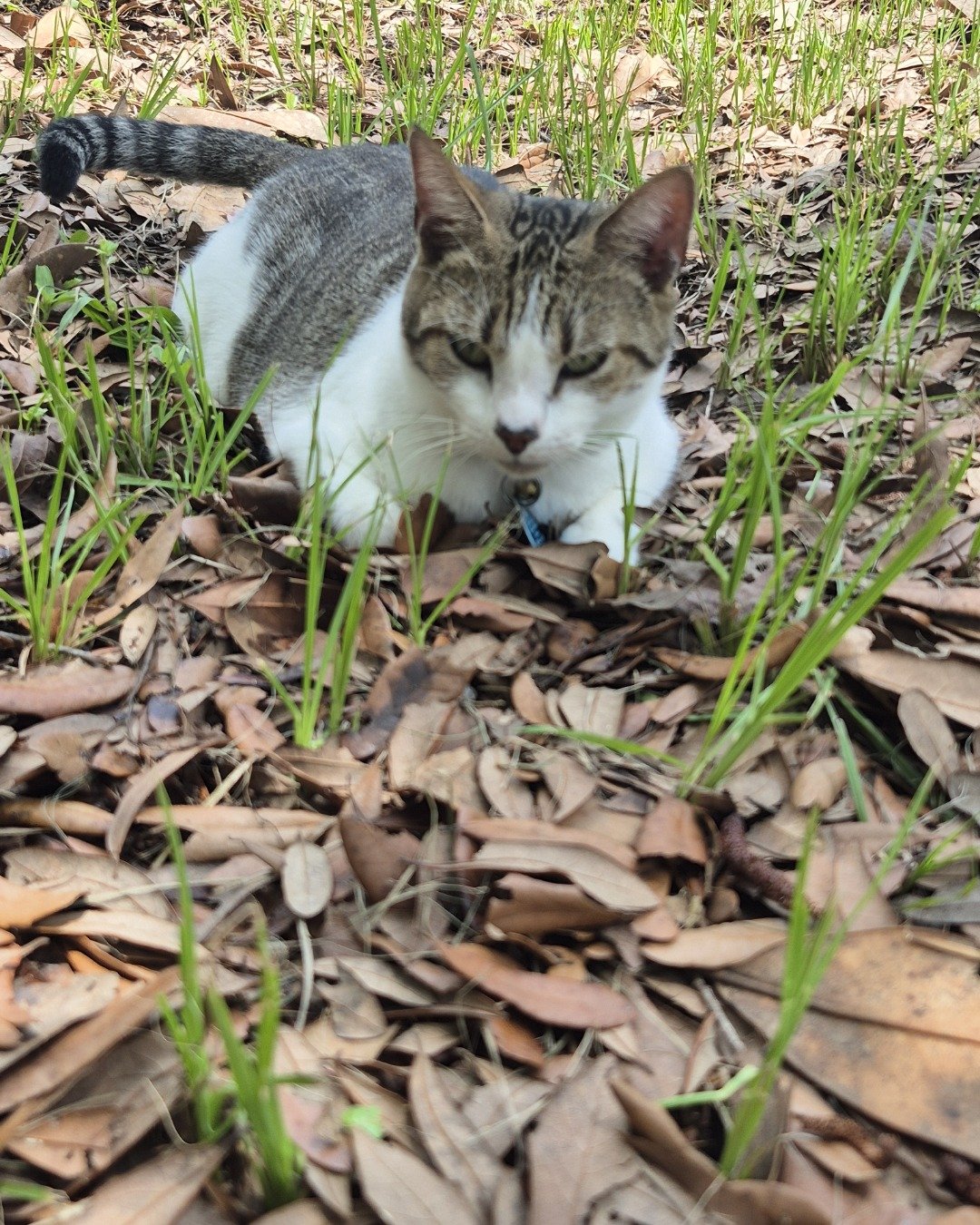 Peanut the Domestic Short Hair. Soil, Herbal, Herbs, Plant, Grass, Vegetation